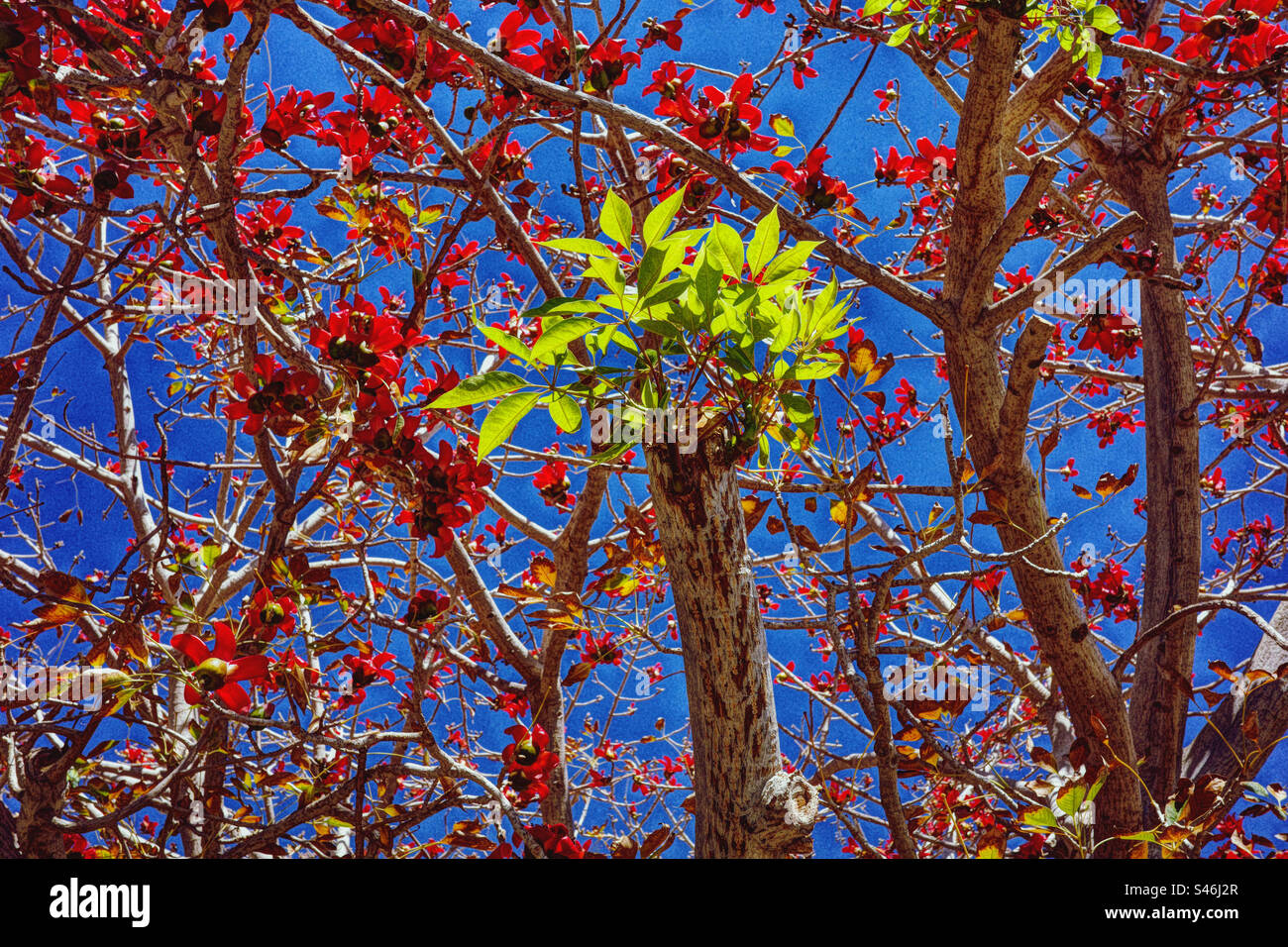 Albero tropicale, fiori rossi e foglie verdi Foto Stock