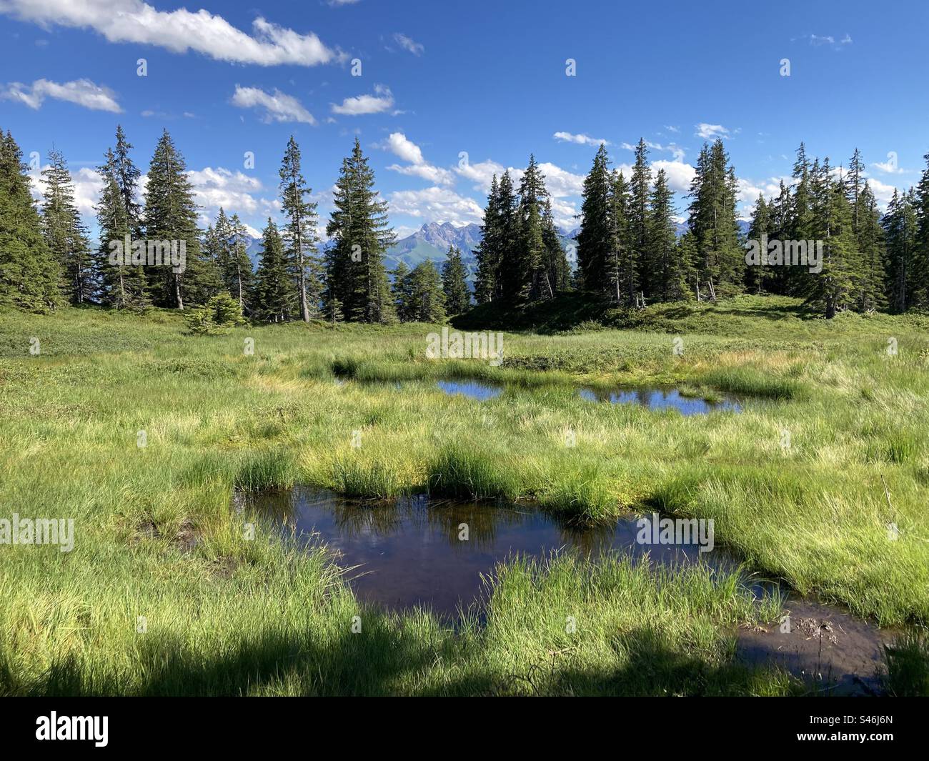 Una palude sulla montagna Wannenkopf nelle Alpi tedesche - Immagine stock catturata con smartphone