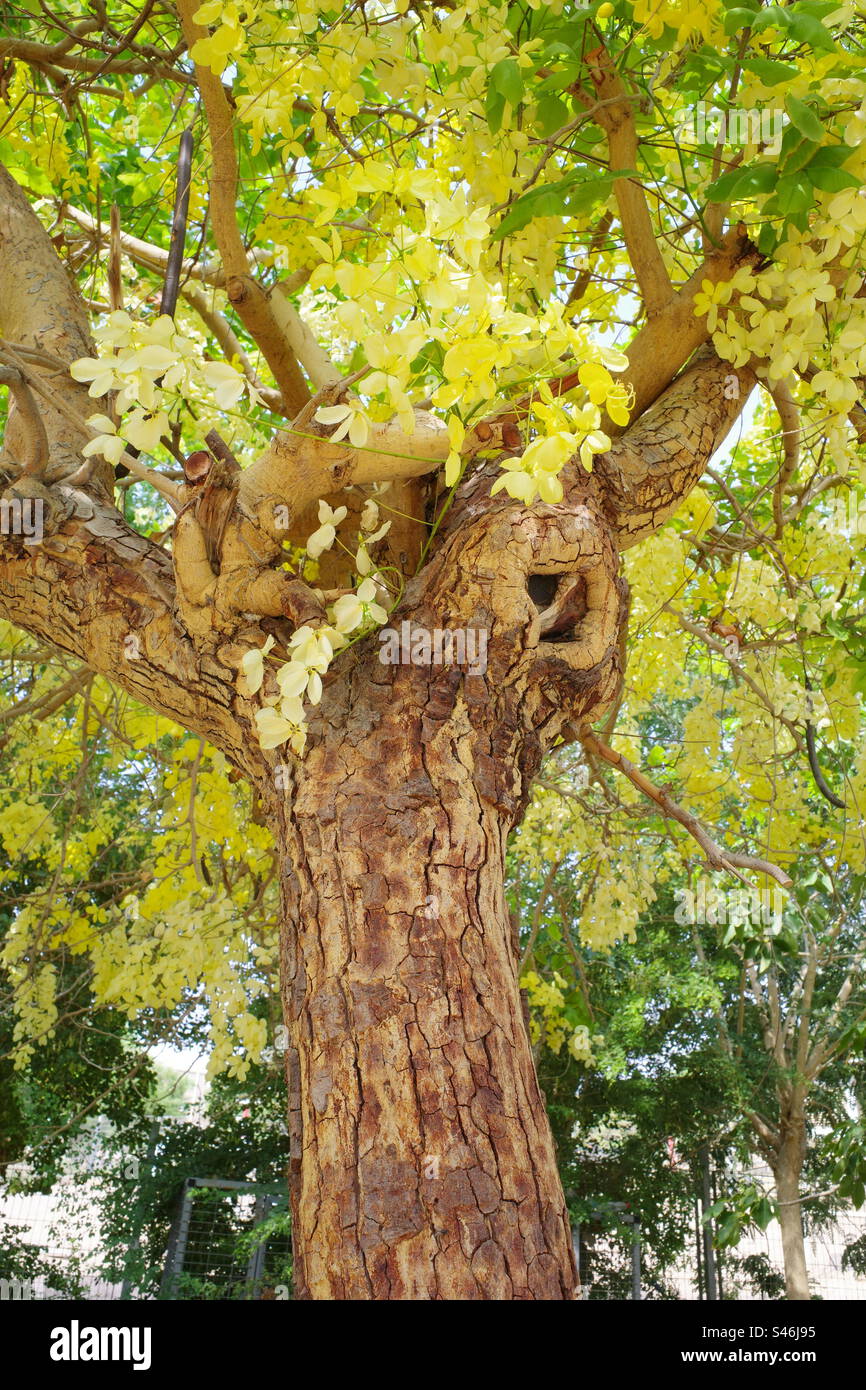 Fiori gialli su un vecchio albero Foto Stock