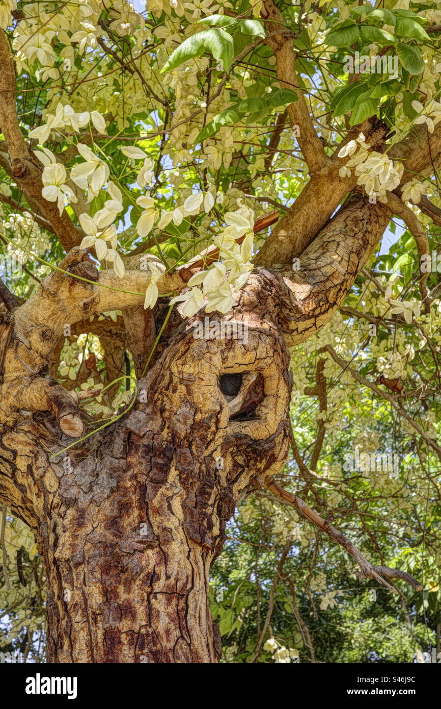 Albero tropicale con fiori gialli Foto Stock