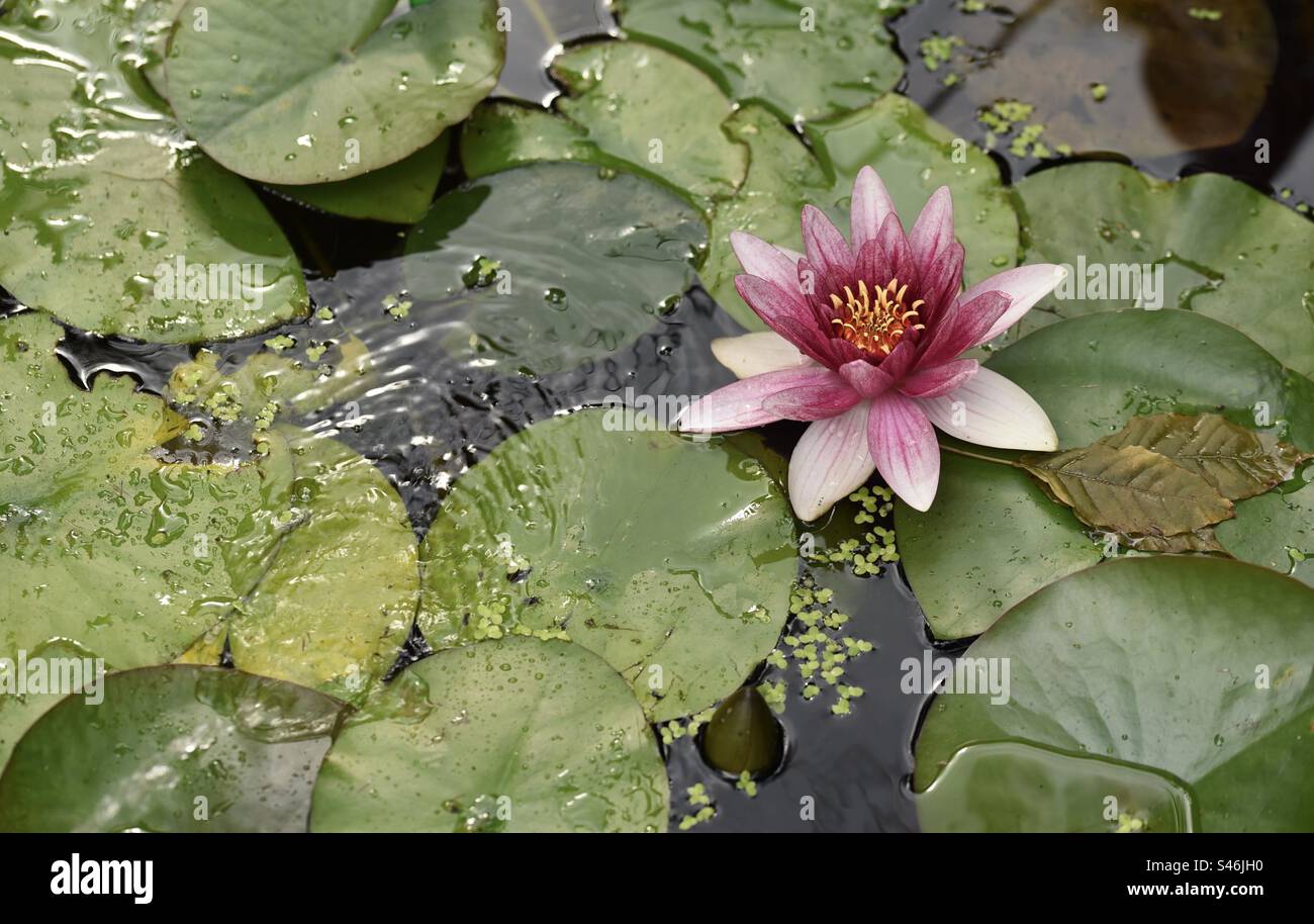 Ninfee, laghetto con giardino, estate, piena fioritura, fioritura, acqua, rosa, rossa. - Immagine stock catturata con smartphone