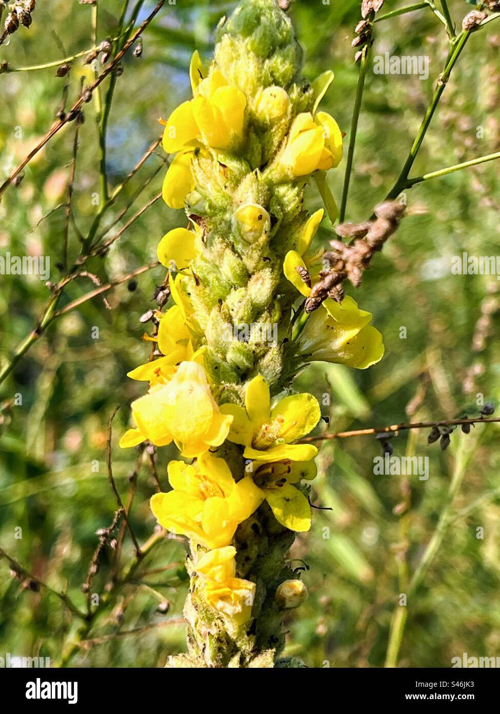 Grandi boccioli di fiori di mulleina che fioriscono Foto Stock