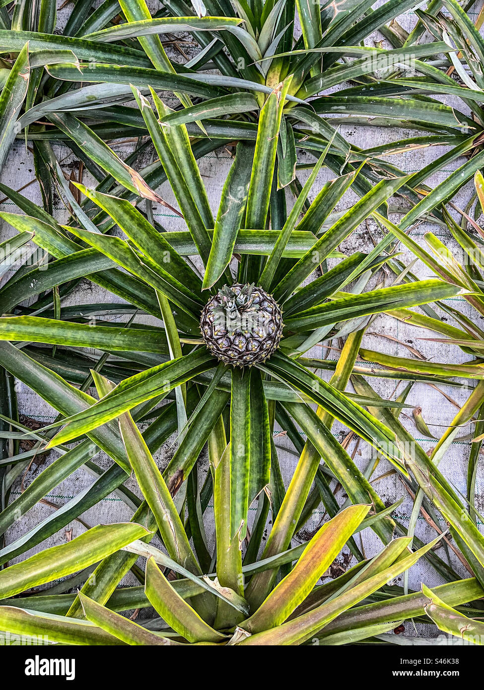 Piantagione di ananas in Azzorre - Immagine stock catturata con smartphone