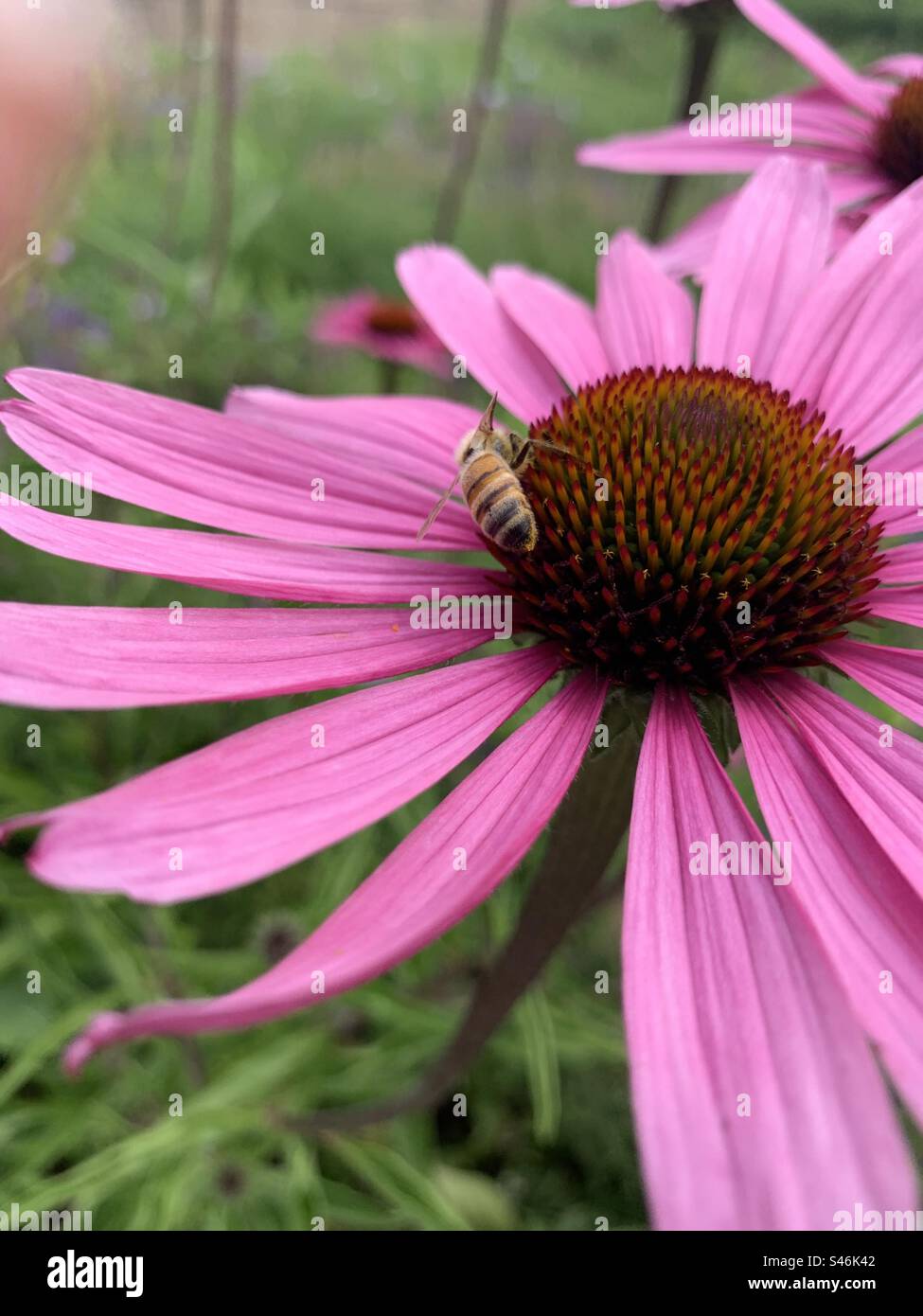 Echinacea purpurea Purple Coneflower fiorisce abbondantemente per un massimo di due mesi a metà-fine estate e talvolta rifiorisce in autunno. Ideale per piccoli e grandi giardini, - Immagine stock catturata con smartphone