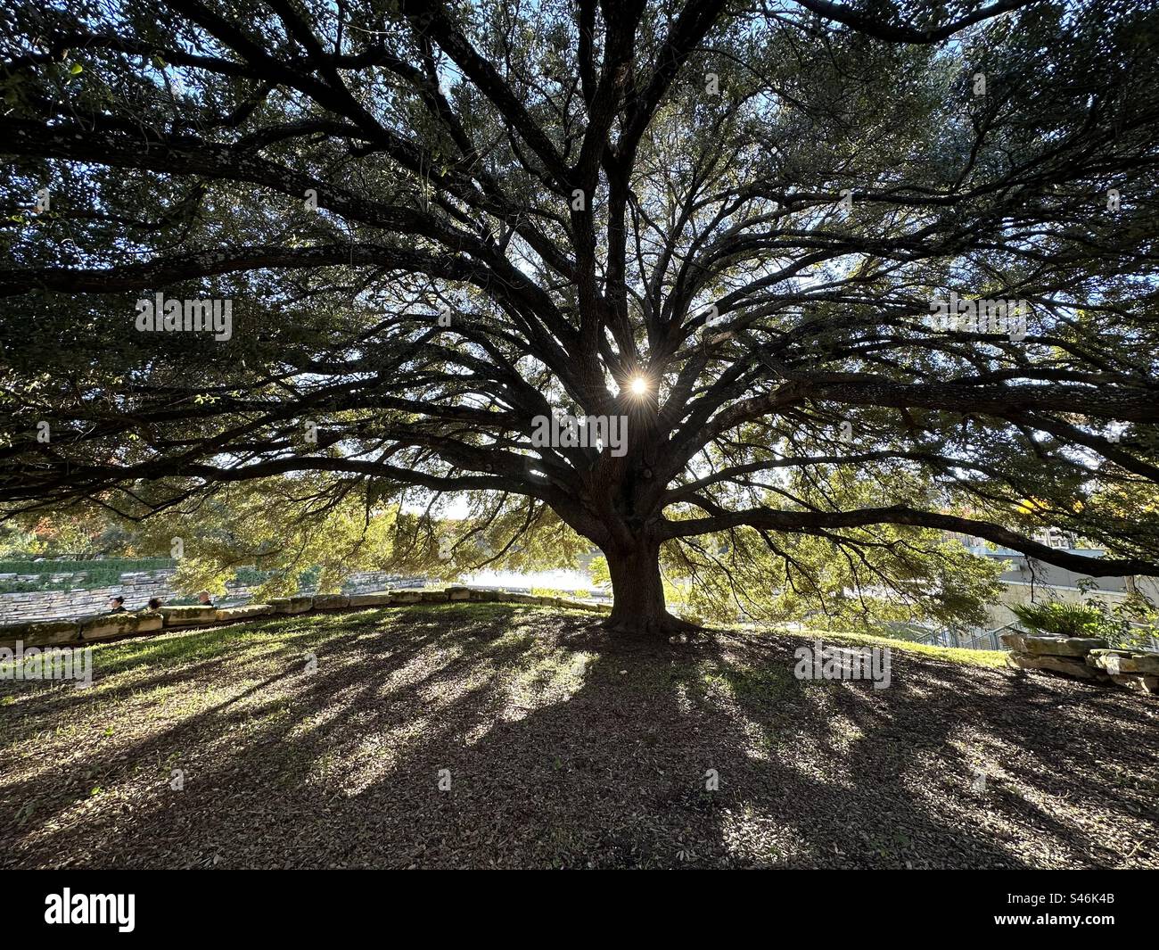 Sunburst attraverso querce vive (Grivellea robusta) lungo il lago Ladybird ad Austin, Texas Foto Stock