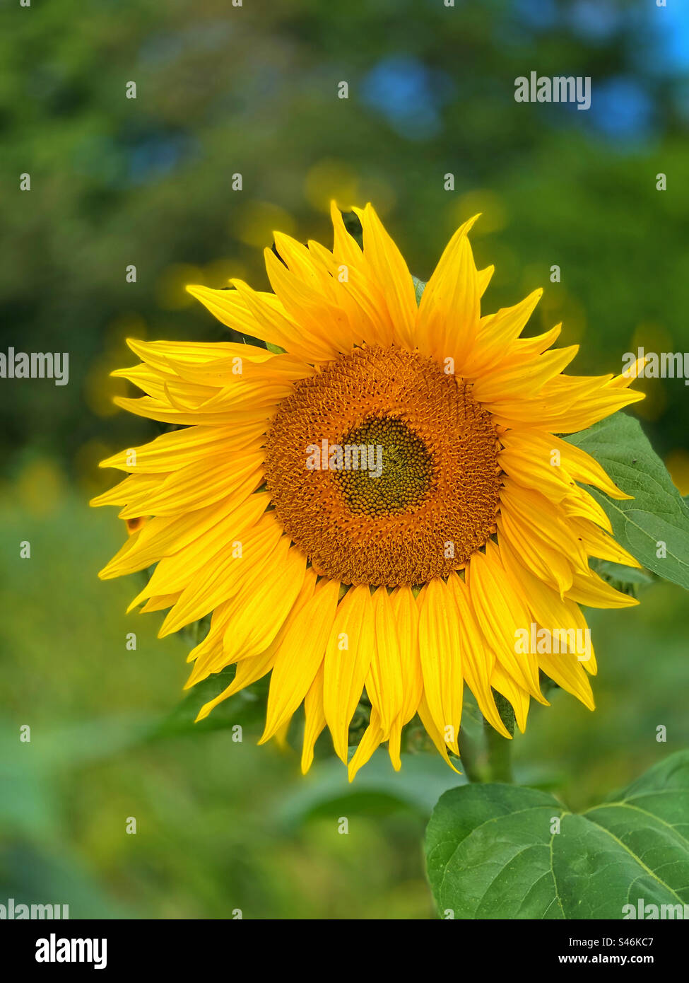 Il volto di un girasole comune - Asteraceae, Helianthus Annuus. I fiori producono semi oleosi commestibili utilizzati nella produzione alimentare. Il fiore nazionale dell'Ucraina. Foto ©️ COLIN HOSKINS. Foto Stock