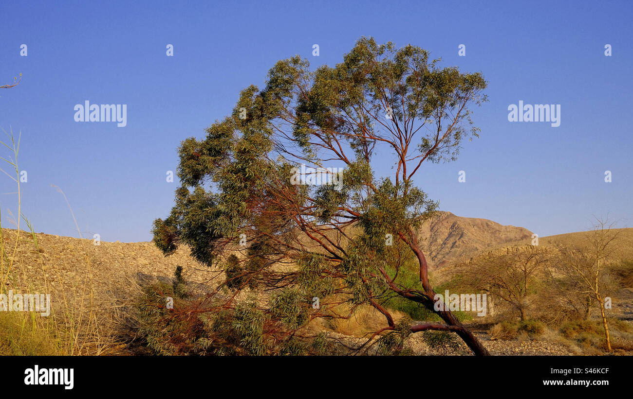 Albero tropicale nel deserto Foto Stock