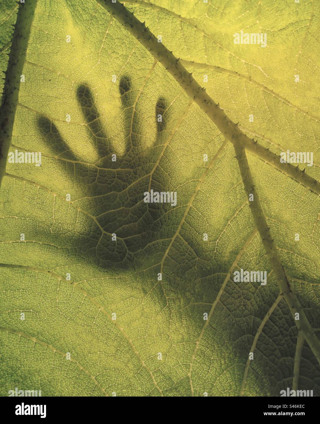 Mano nella natura - Una forma di mano umana sagomata dietro una grande foglia verde di piante - tatto sensi sentire l'umanità presenza dell'uomo natura pianeta giungla flora vene ambiente di venazione ecologia Foto Stock