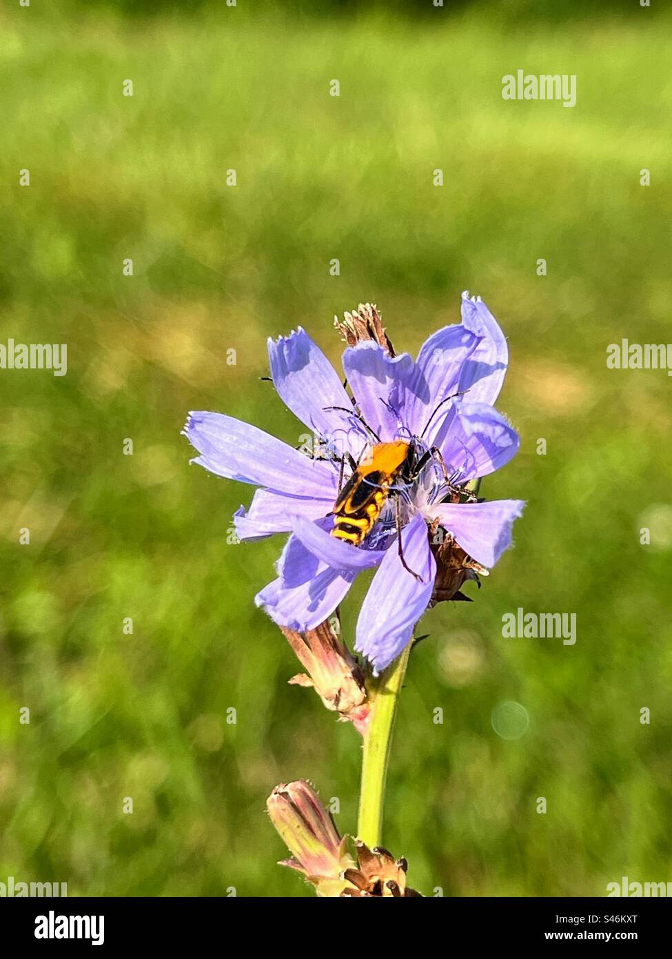 Il coleottero soldato della verga d'oro che raccoglie il nettare su un fiore Foto Stock