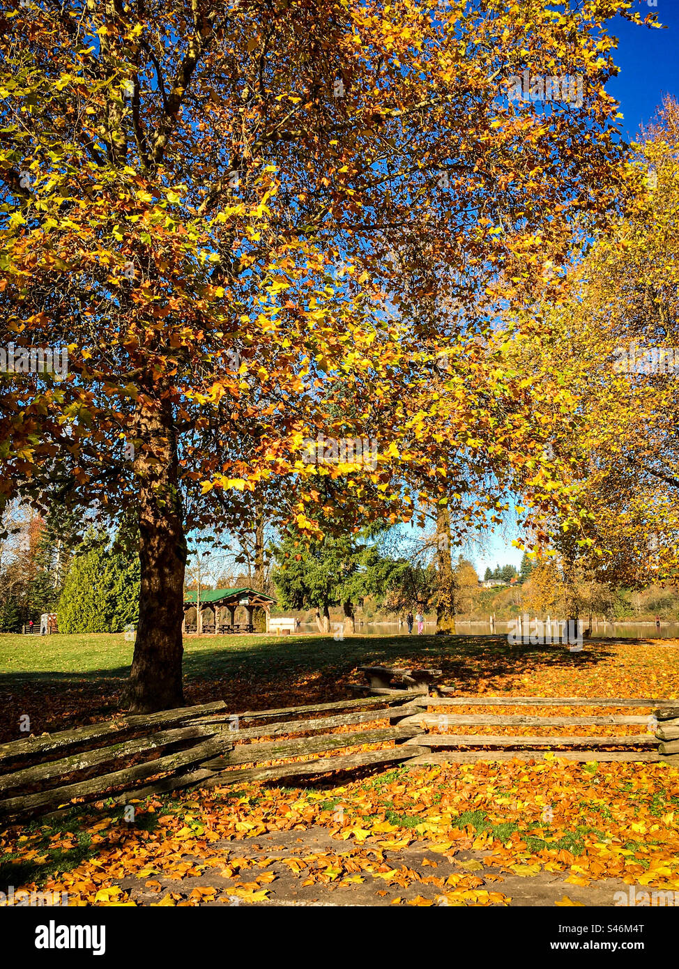 Soleggiata giornata autunnale in un parco pubblico. Grandi alberi con foglie autunnali colorate e foglie cadute di fronte a una recinzione rustica in legno con un rifugio per picnic sullo sfondo. - Immagine stock catturata con smartphone