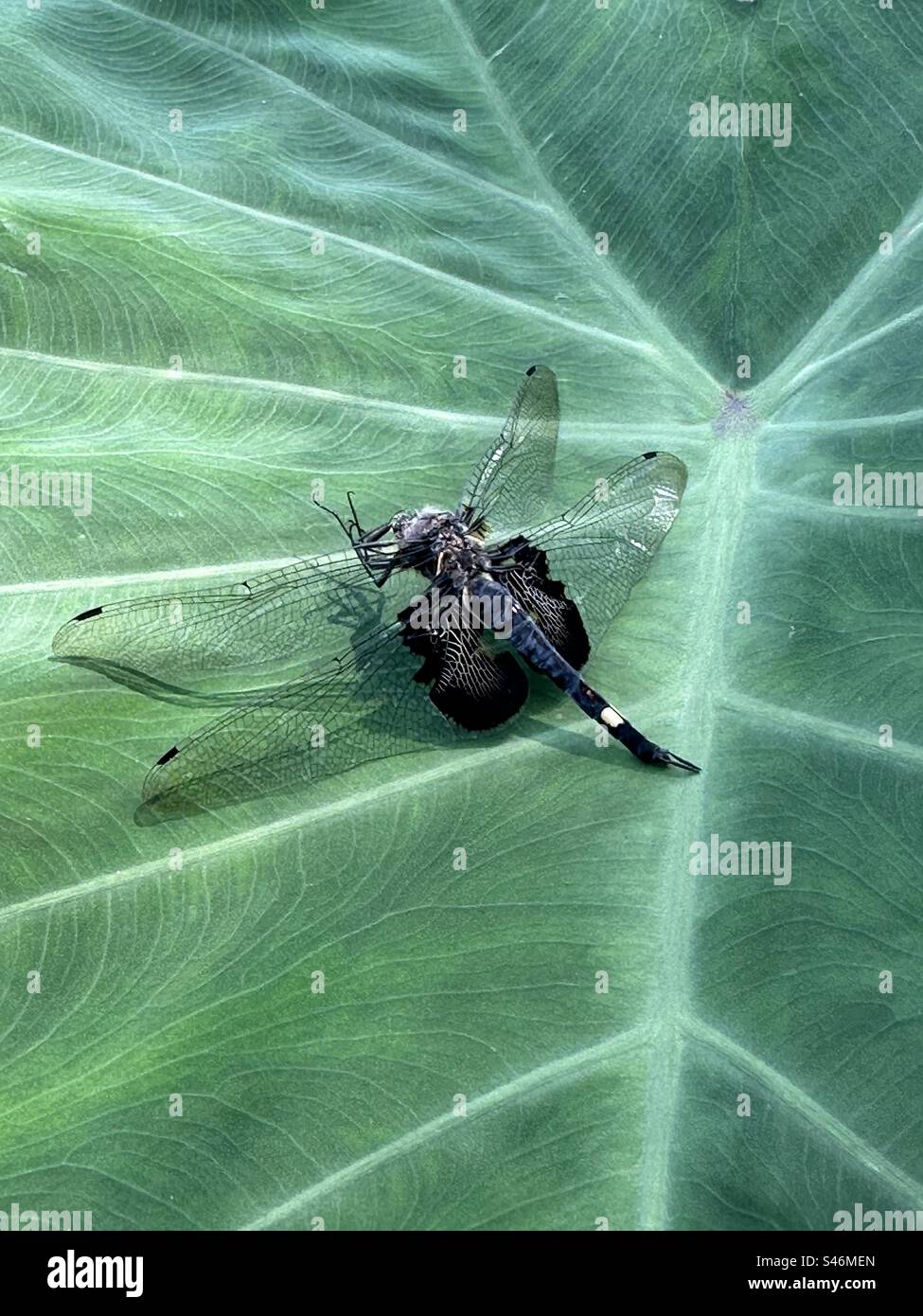 Libellula con borsa a sella su sfondo verde Foto Stock