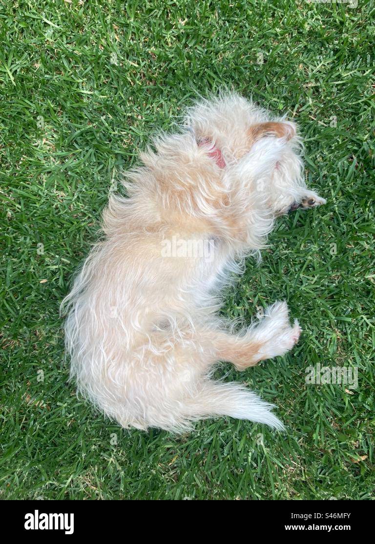 Il cane (mix Podengo) con un colletto rosso abbraccia la testa. Grande Lisbona, Portogallo, 2023. - Immagine stock catturata con smartphone