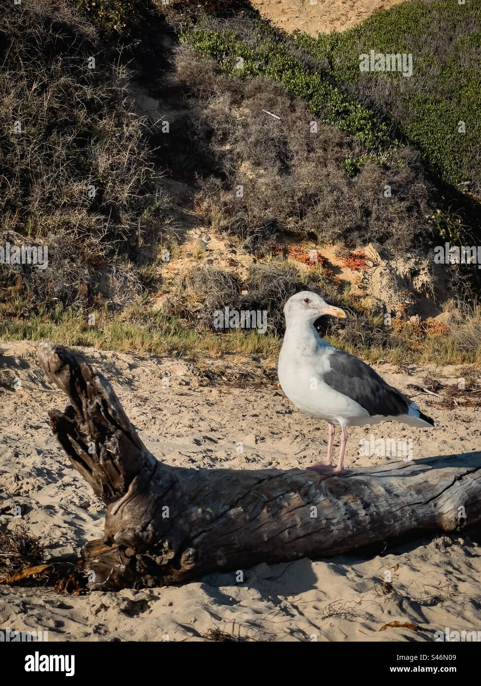 Gabbiano di mare su un tronco su una spiaggia sabbiosa Foto Stock