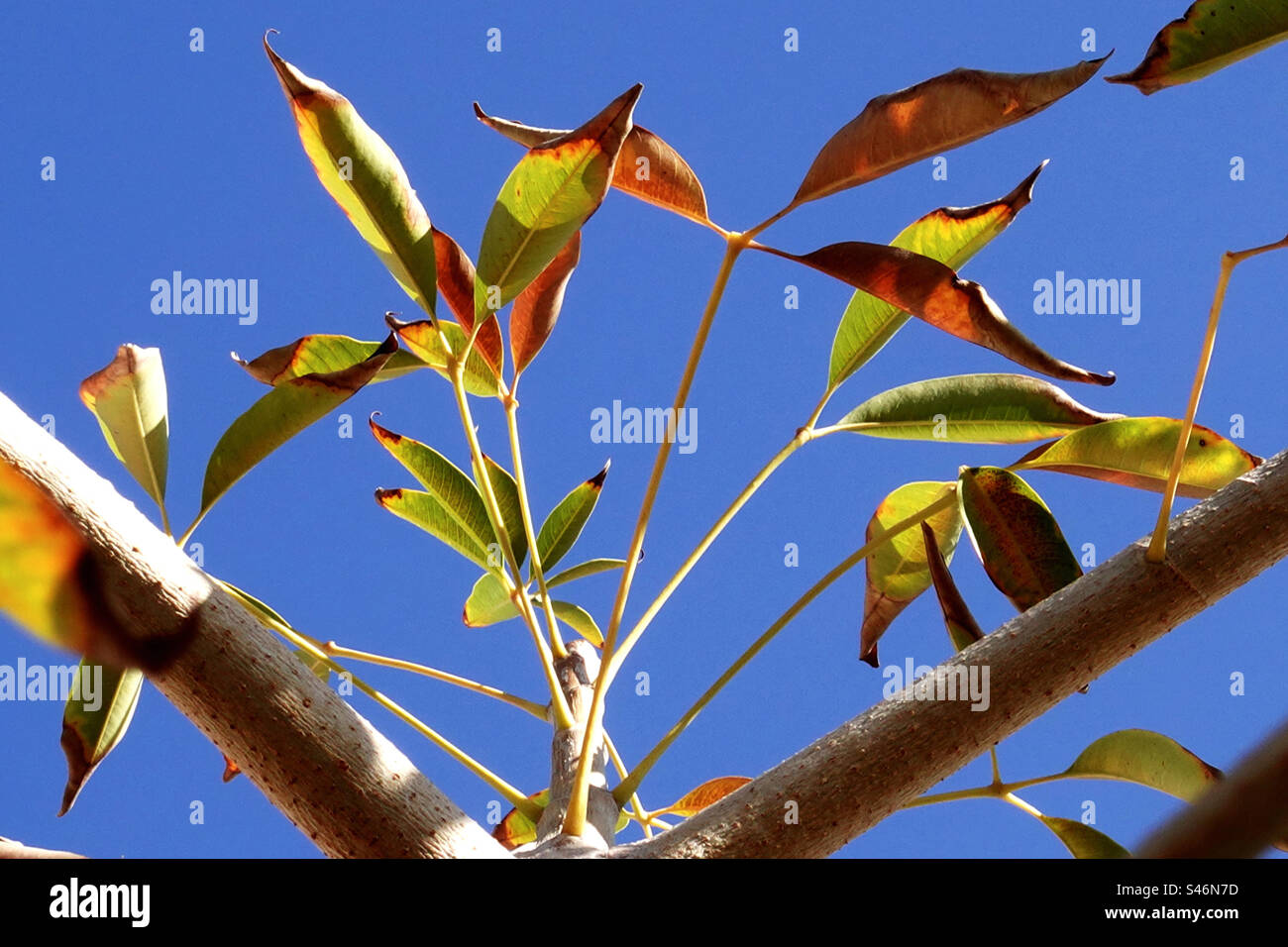 Foglie e rami di albero tropicale Foto Stock