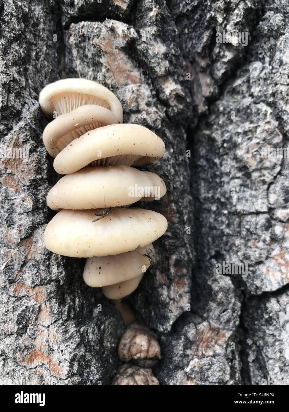 Funghi da scaffale che crescono su un albero Foto Stock