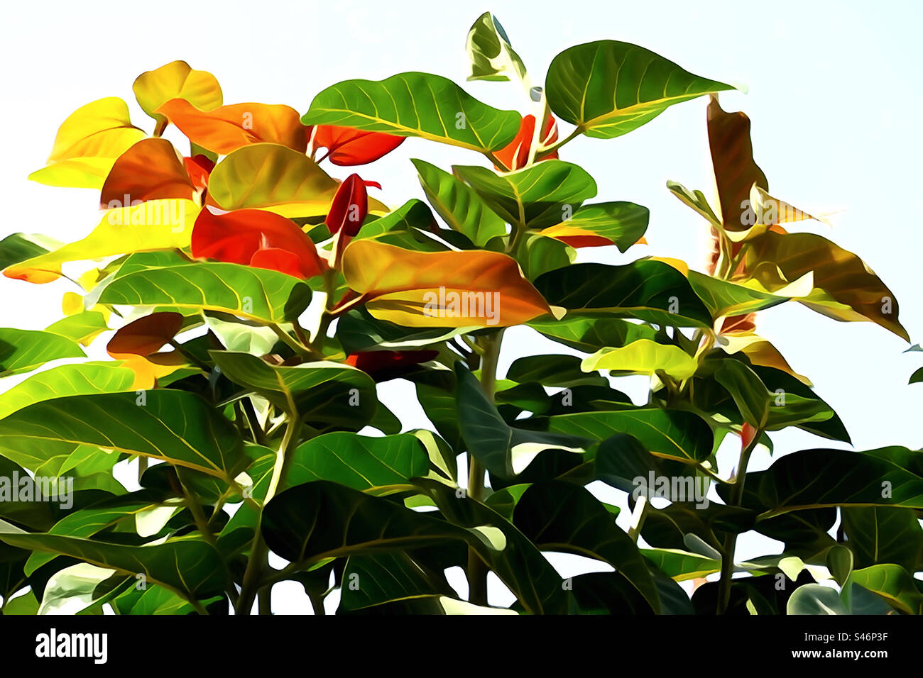 Foglie tropicali verdi, gialle e rosse Foto Stock