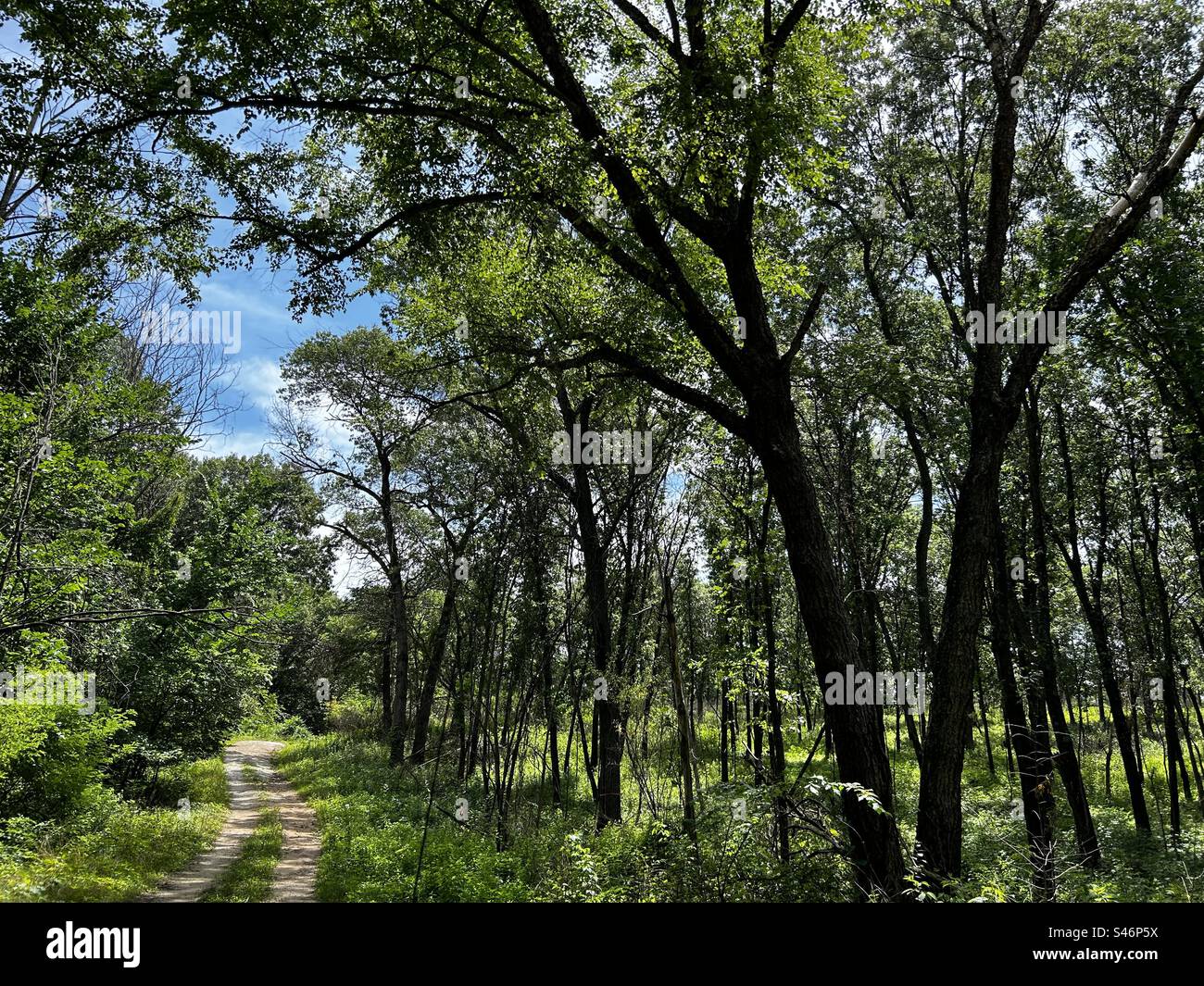Strada sterrata isolata nel paese circondata da alberi Foto Stock