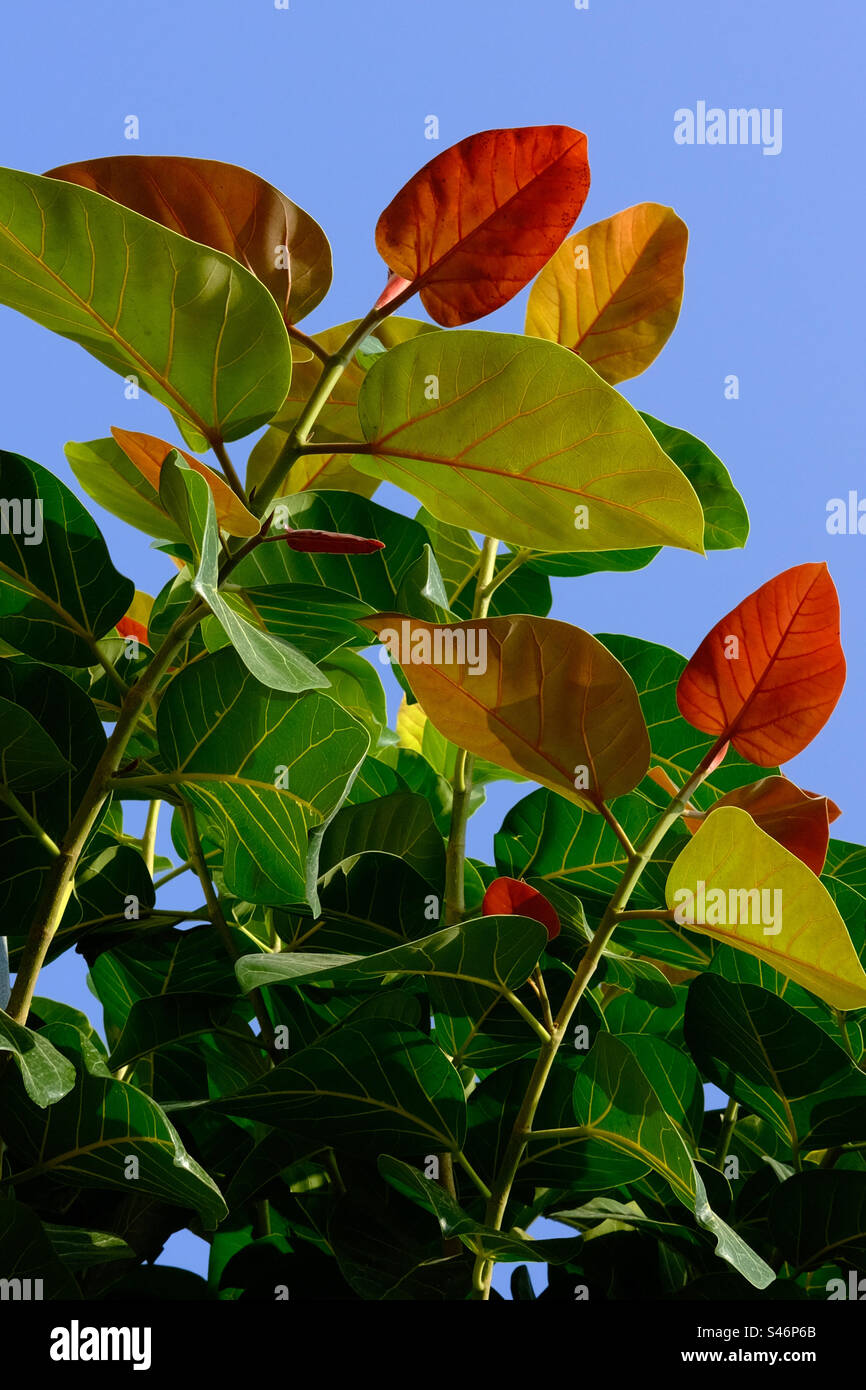 Foglie rosse e verdi di albero tropicale Foto Stock