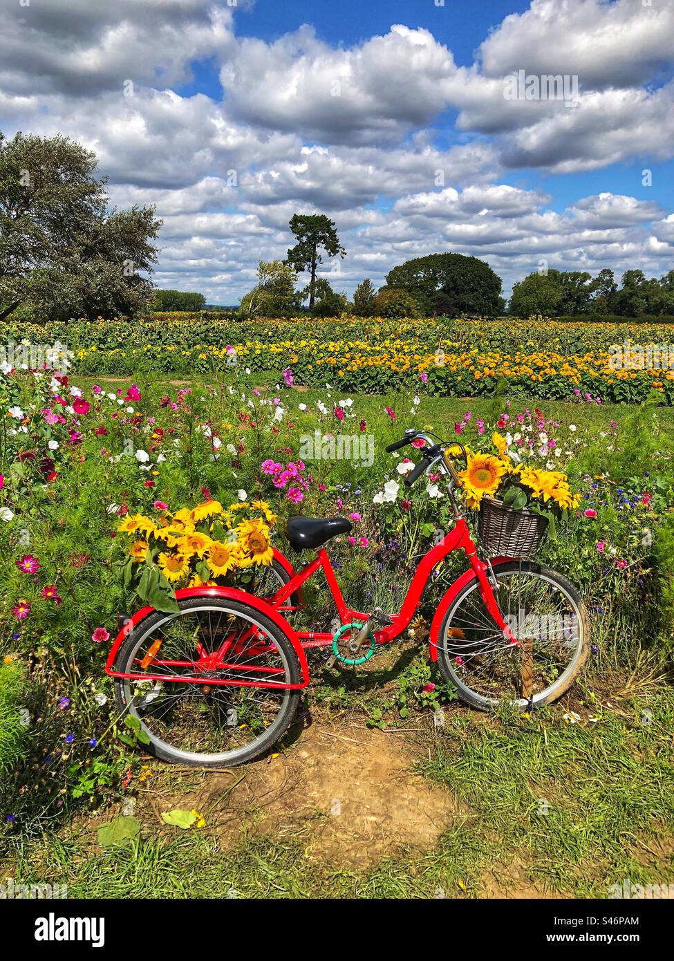 Triciclo in un campo di girasole nell'Hampshire, Regno Unito Foto Stock