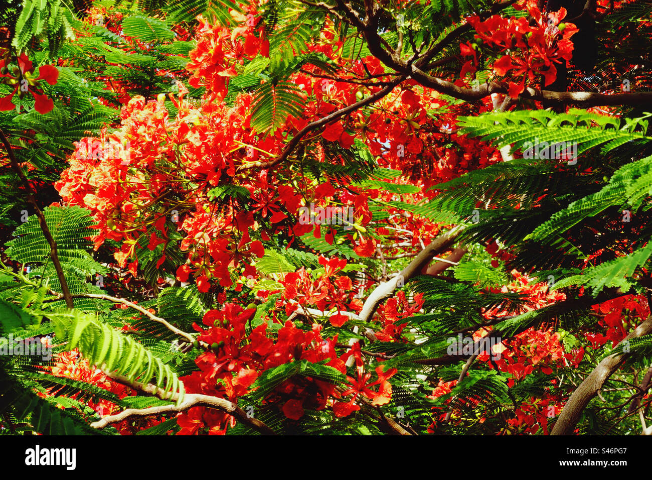Fiori tropicali rossi contro foglie verdi Foto Stock