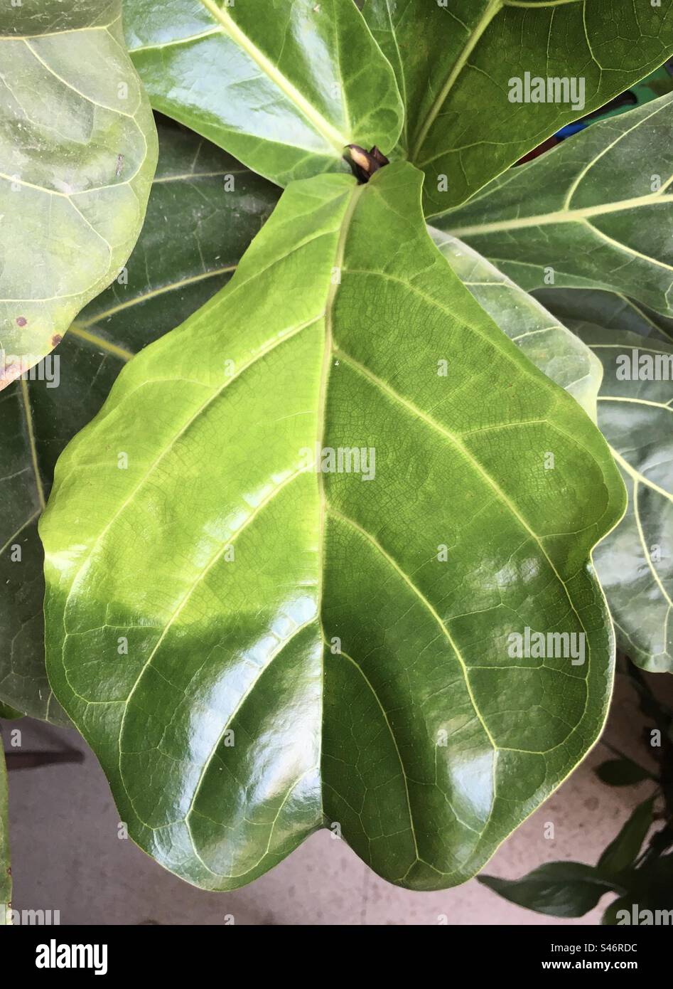 Effetti della mancanza di luce sulla colorazione di una foglia di fico a foglia di Fiddle (Ficus lyrata). Foglia di Ficus che ha ricevuto solo parzialmente la luce solare durante la crescita. Foto Stock