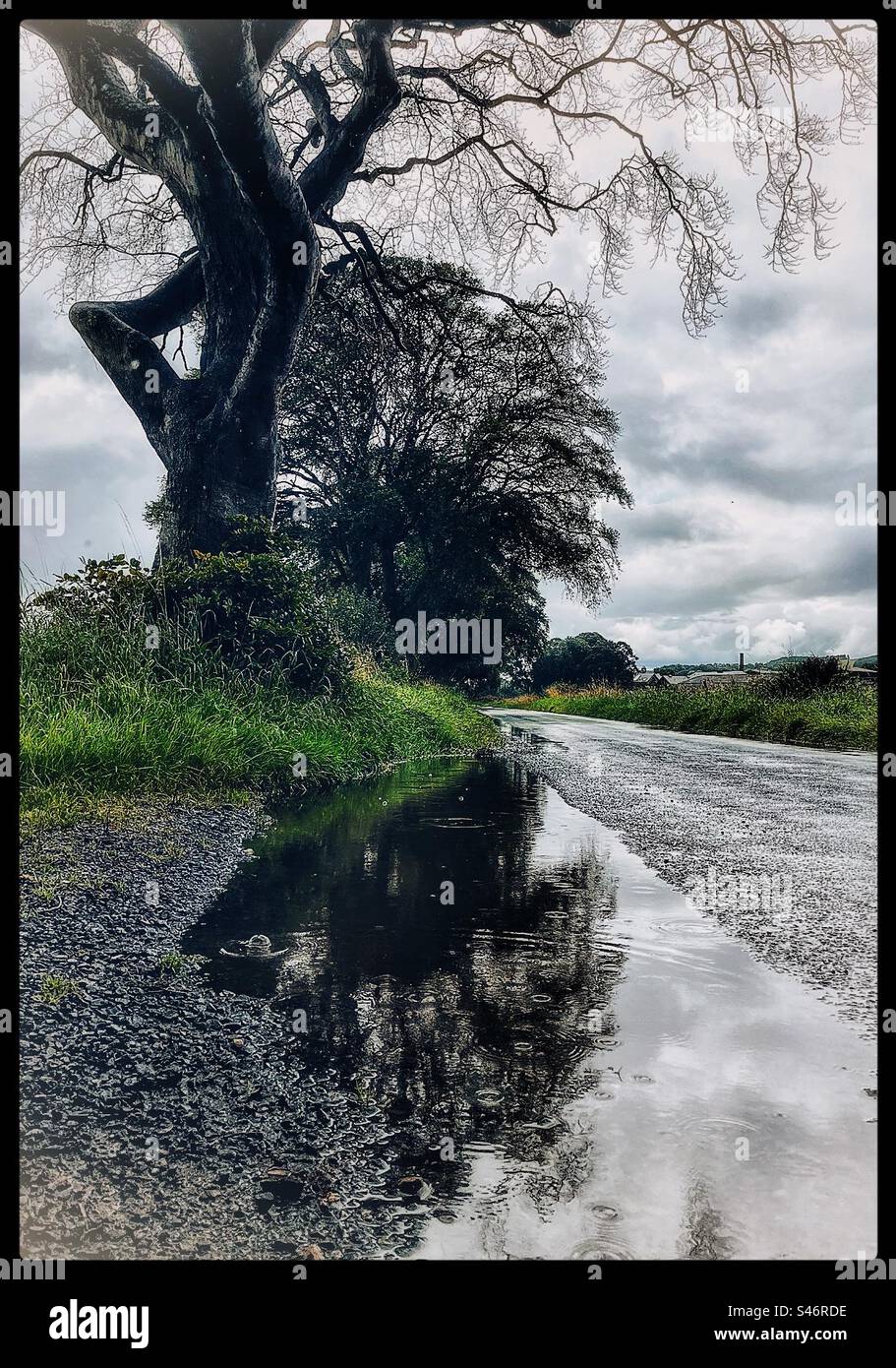 Alberi su una strada di campagna con pozzanghere in una giornata umida. Foto Stock