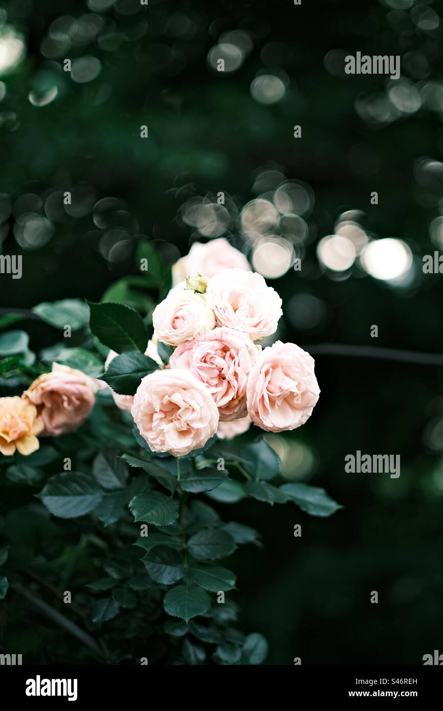 Fiori pallidi Foto Stock