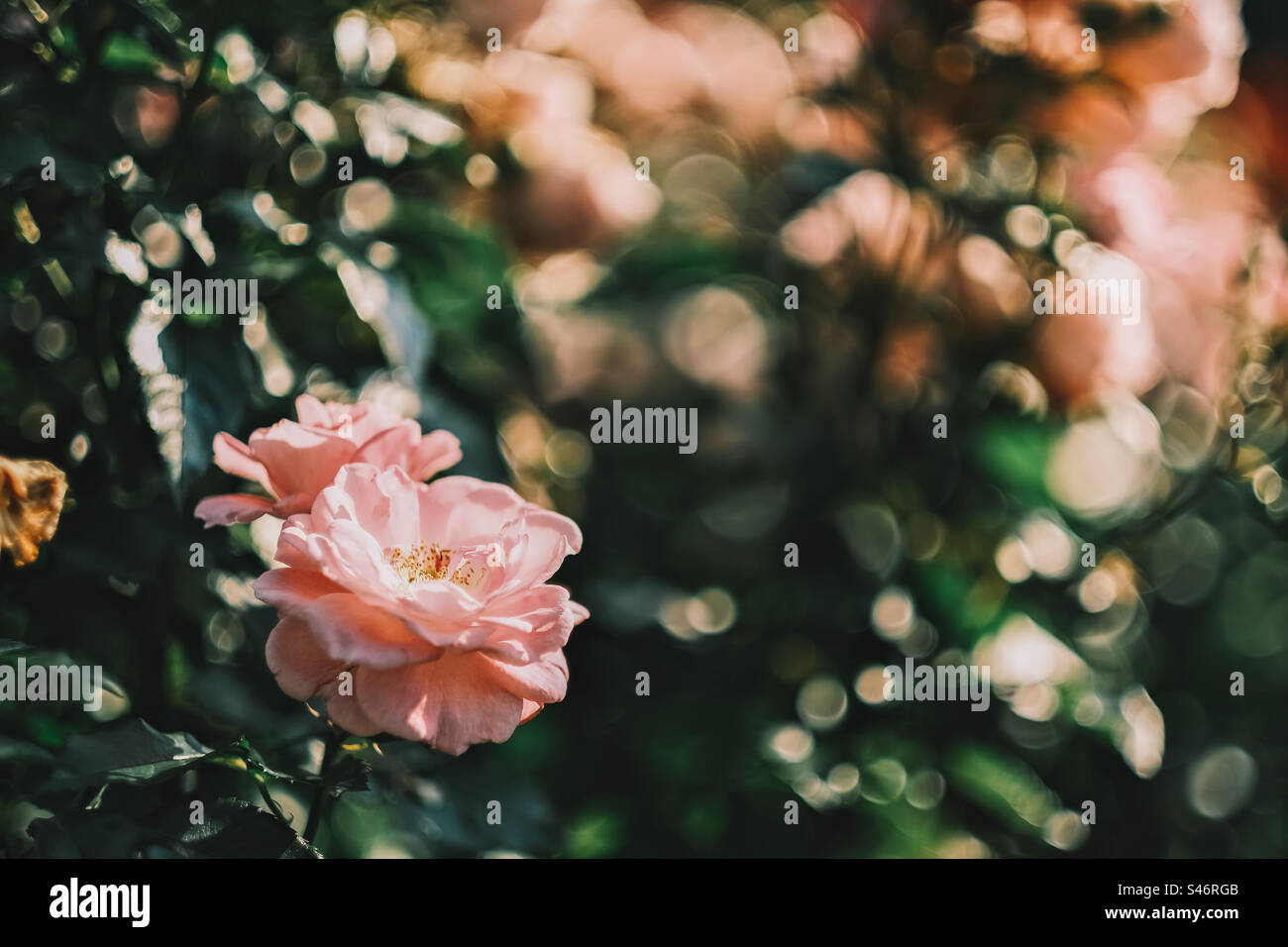 Rose pallide Foto Stock