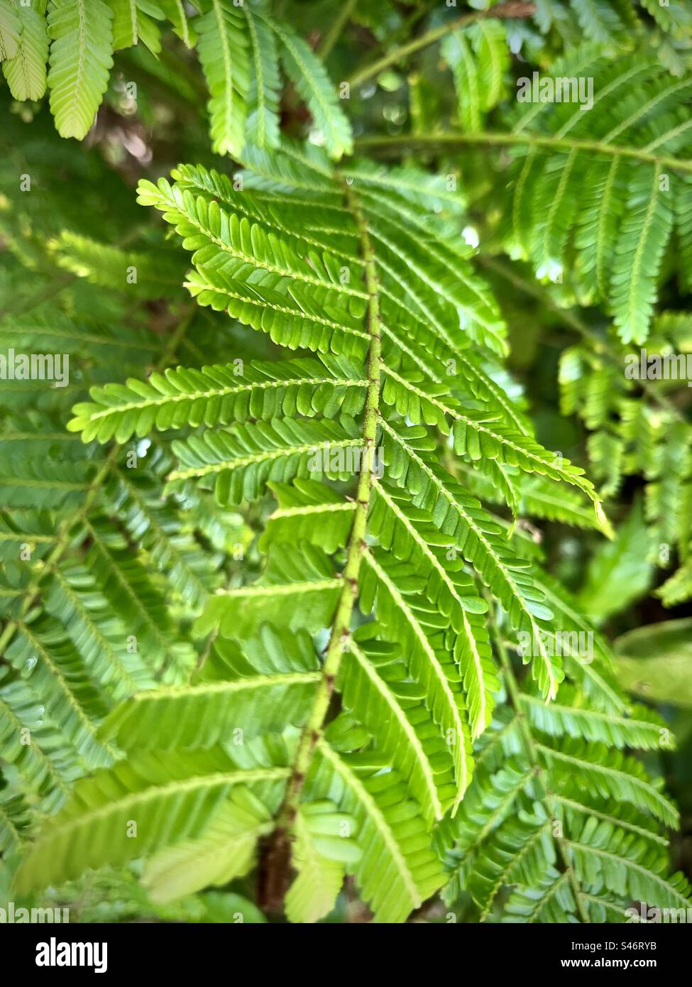 Primo piano di foglie tropicali verdi in una foresta pluviale tropicale Foto Stock
