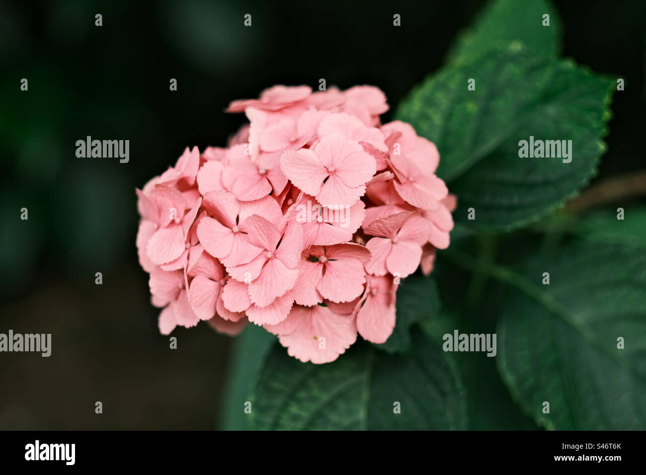 Primo piano della foto del fiore rosa di Hydrangea macrophylla - Immagine stock catturata con smartphone