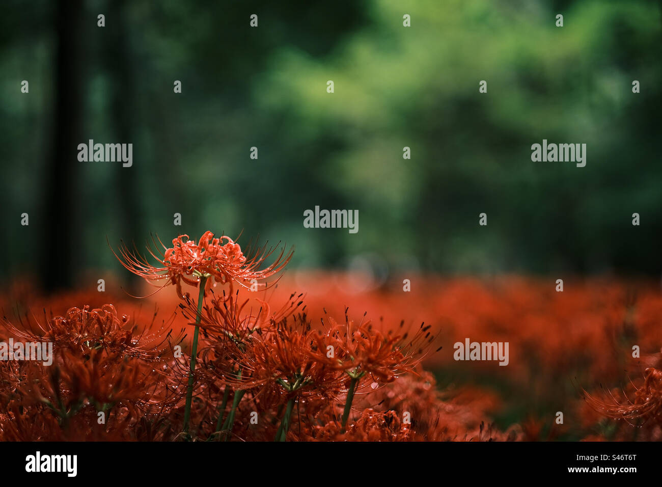 Lycoris radiata in fiore - Immagine stock catturata con smartphone