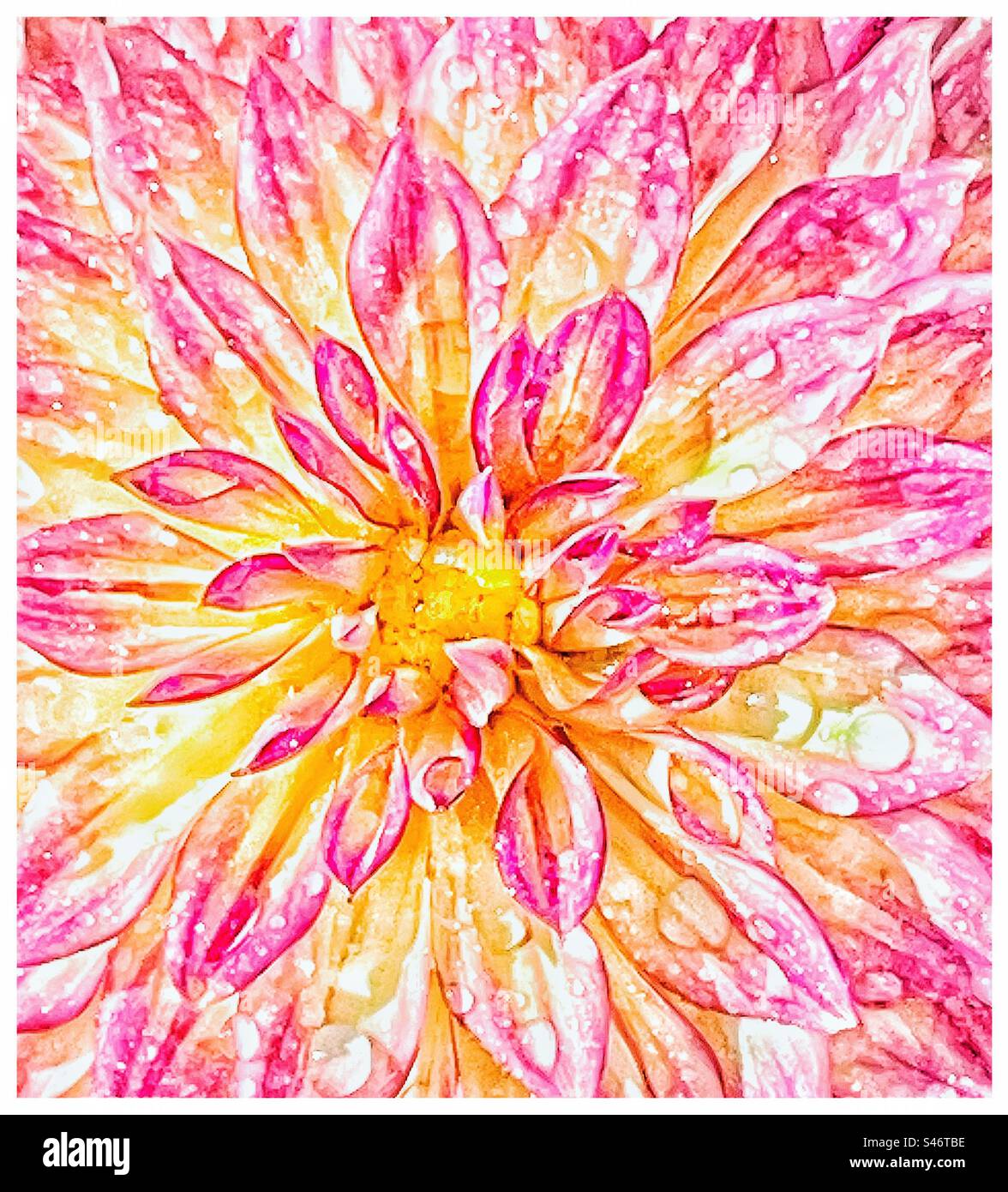 Bagnata dahlia. - Immagine stock catturata con smartphone