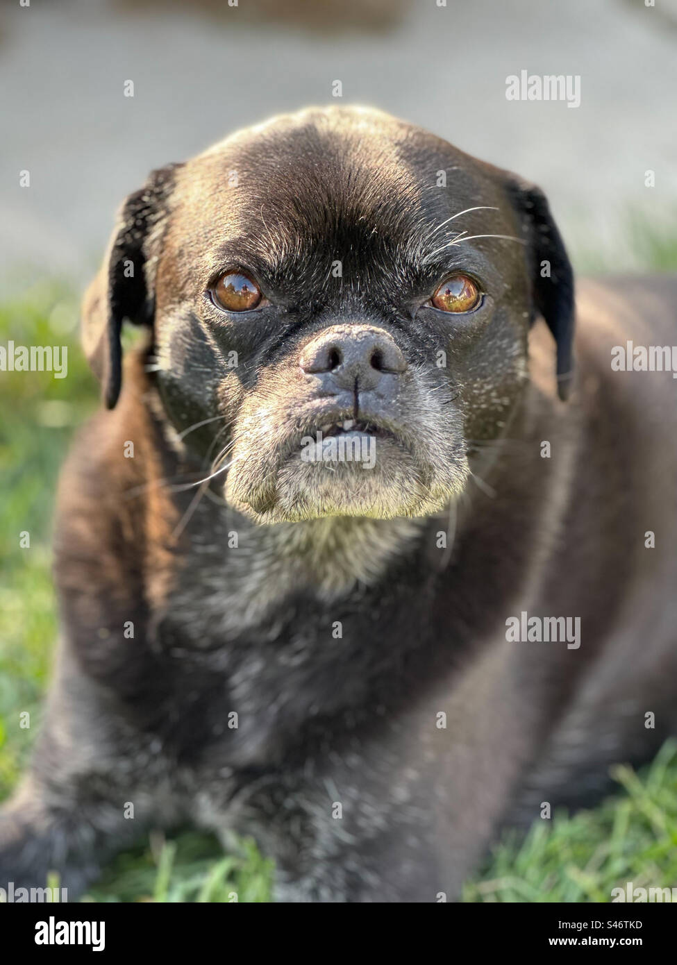 Cane nero con occhi marroni nell'erba Foto Stock