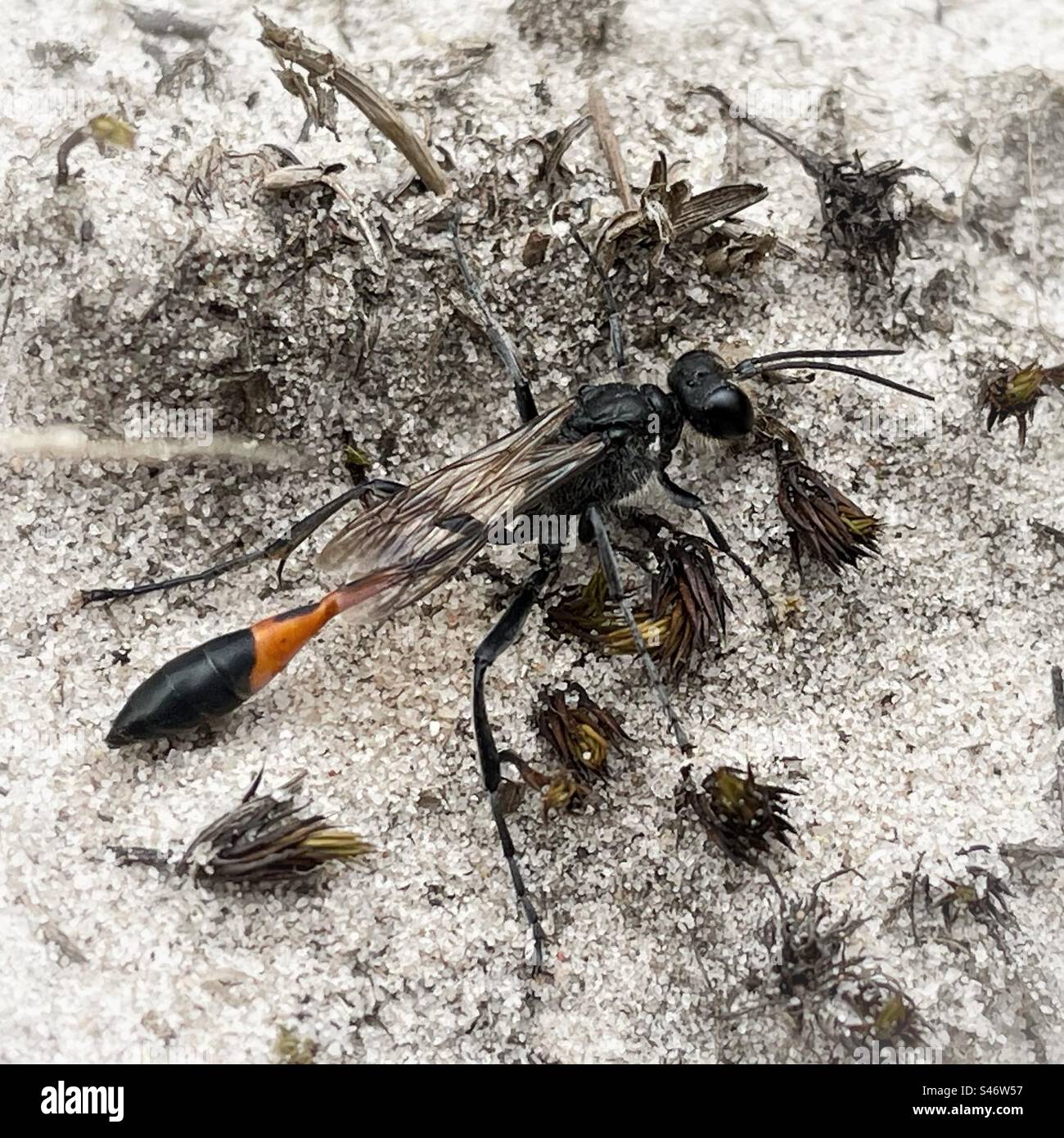 Vespa di sabbia (Ammophila sabulosa) Foto Stock