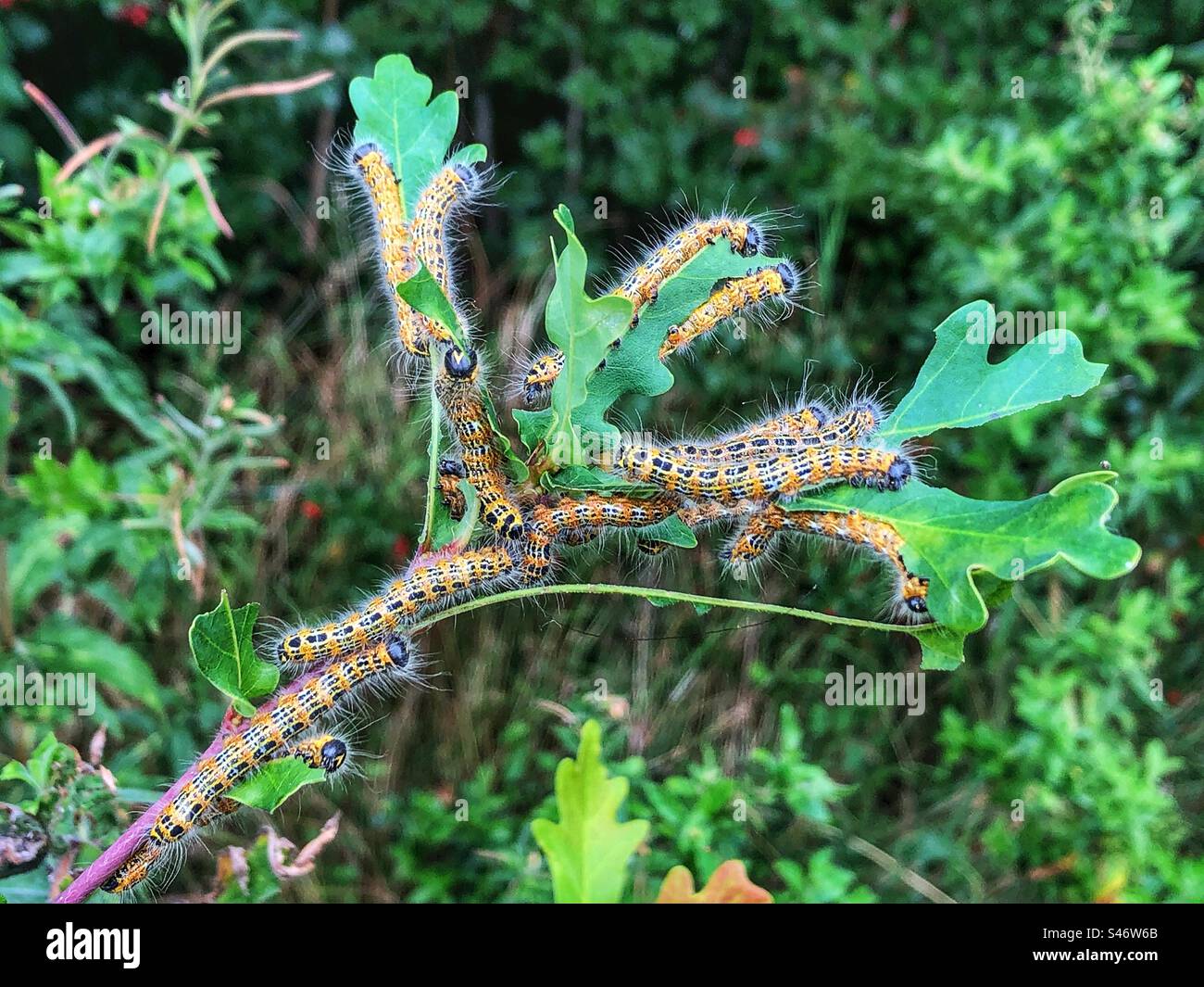 Caterpillar di falene (Phalera bucephala) che si nutrono in un grappolo su un albero di quercia nel Lakeside County Park, Hampshire, Regno Unito Foto Stock