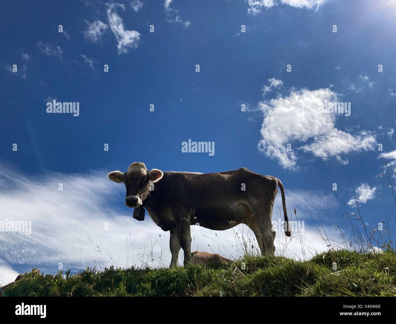 La silhouette di una mucca su una montagna contro il cielo blu nelle Alpi tedesche Foto Stock