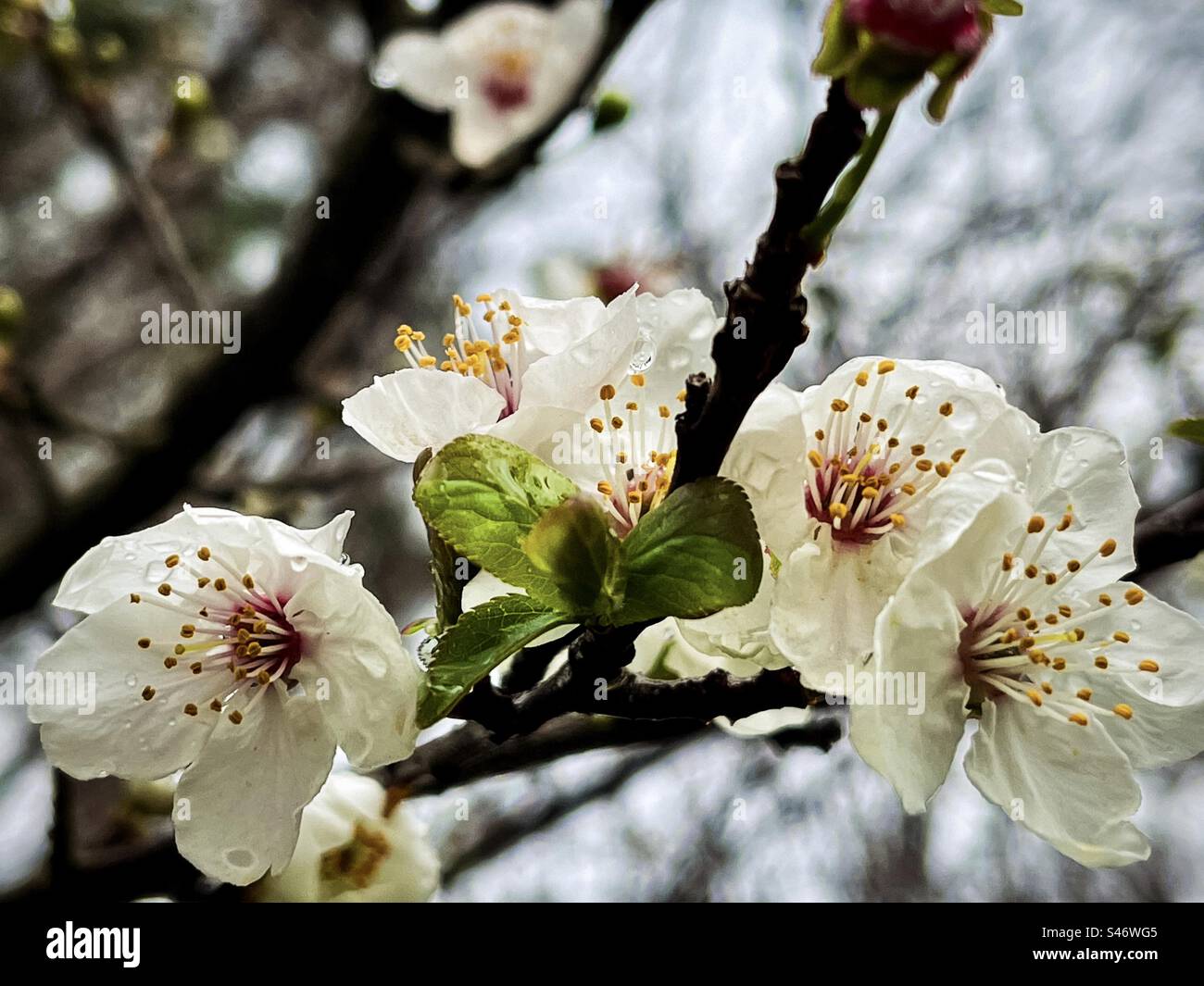 Primo piano di gocce di pioggia su prugna di ciliegio bianca/ Prunus cerasifera fiorisce su un ramo in un freddo giorno piovoso in primavera. Concentrati sul primo piano. - Immagine stock catturata con smartphone