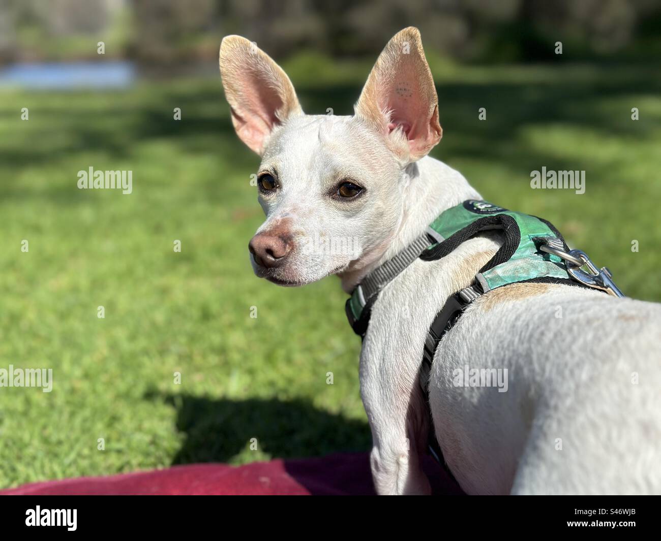 Piccolo cane bianco sul fiume - Immagine stock catturata con smartphone