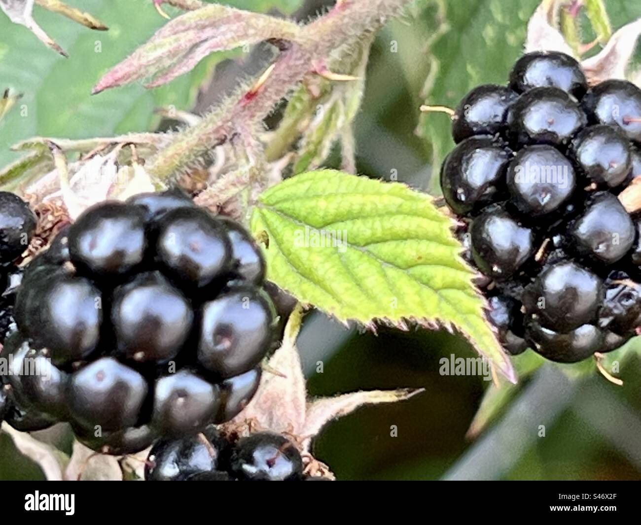 Brambles selvatici/more mature e pronte per la raccolta. Foto Stock
