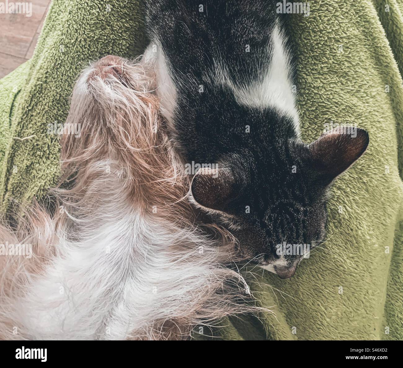 Gatto e cane dormono insieme con la testa in grembo a una persona Foto Stock