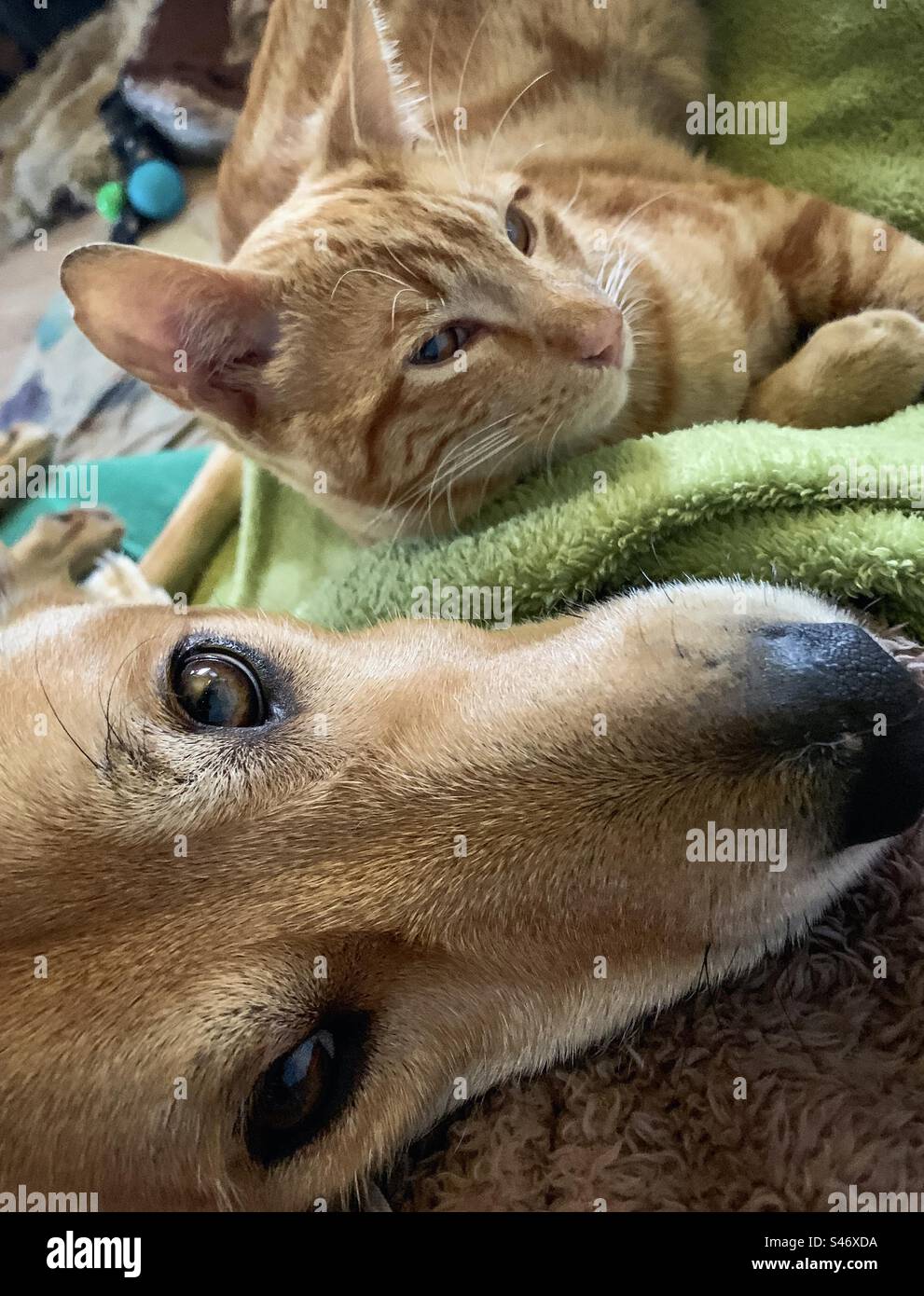 Gatto e cane appoggiati su un giro guardando la telecamera in alto Foto Stock