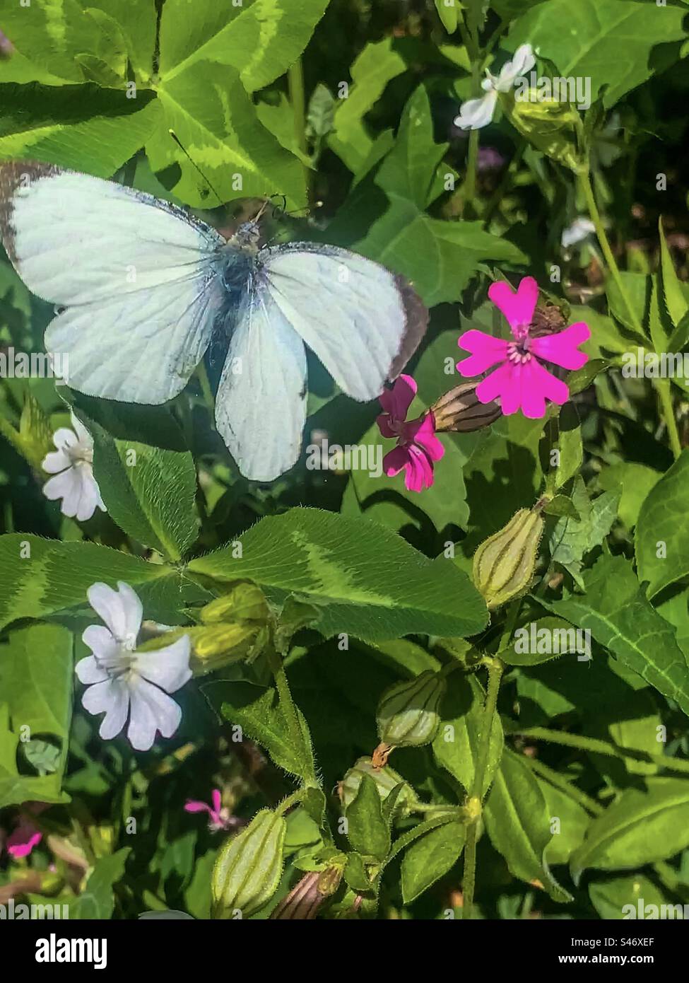 La grande farfalla bianca tra i seguaci Foto Stock