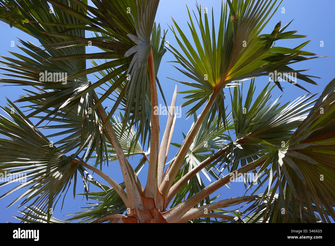 Sfondo naturale di foglie di palma Foto Stock
