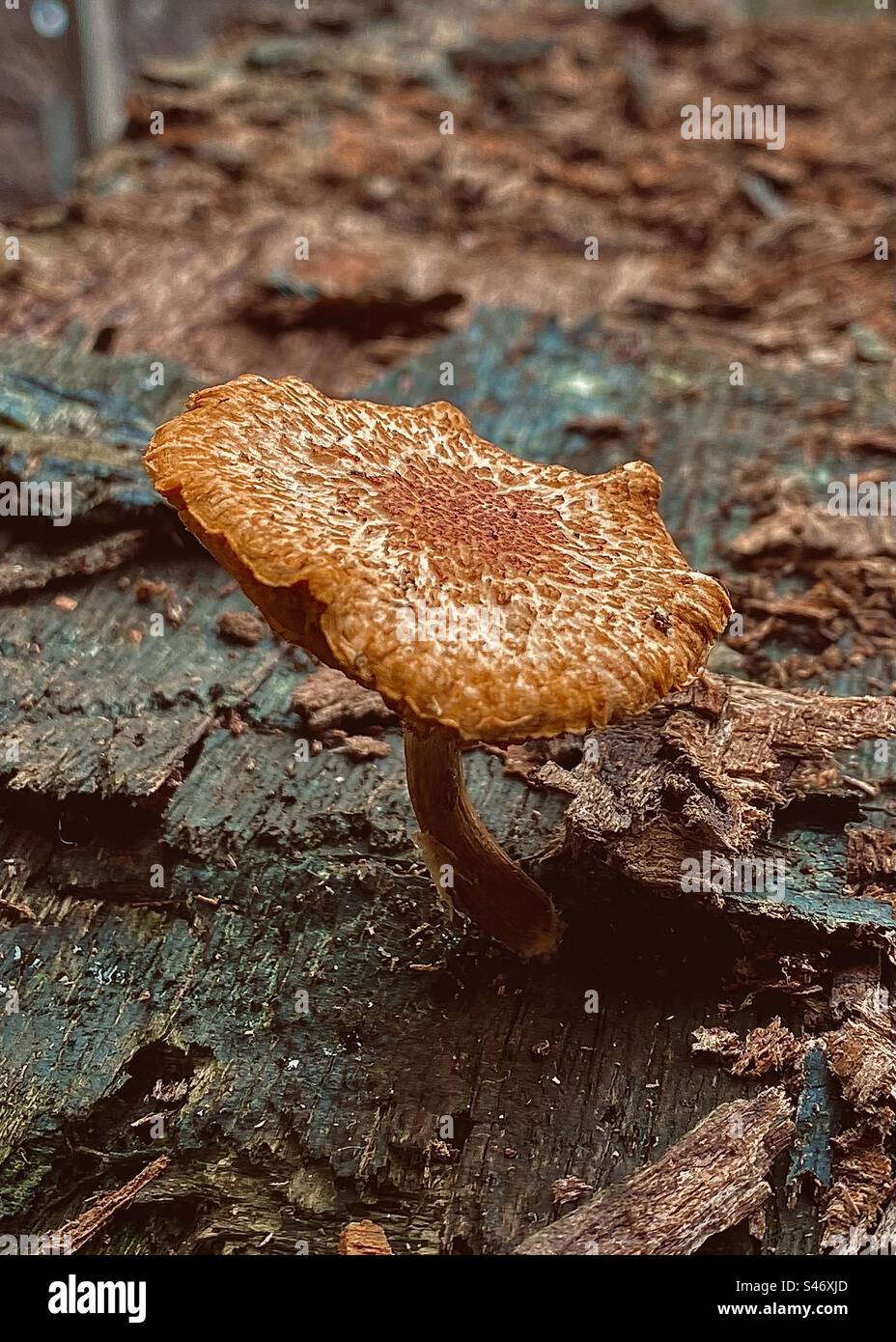 La crescita del fungo selvatico selvaggia al piano terra umido. Foto Stock
