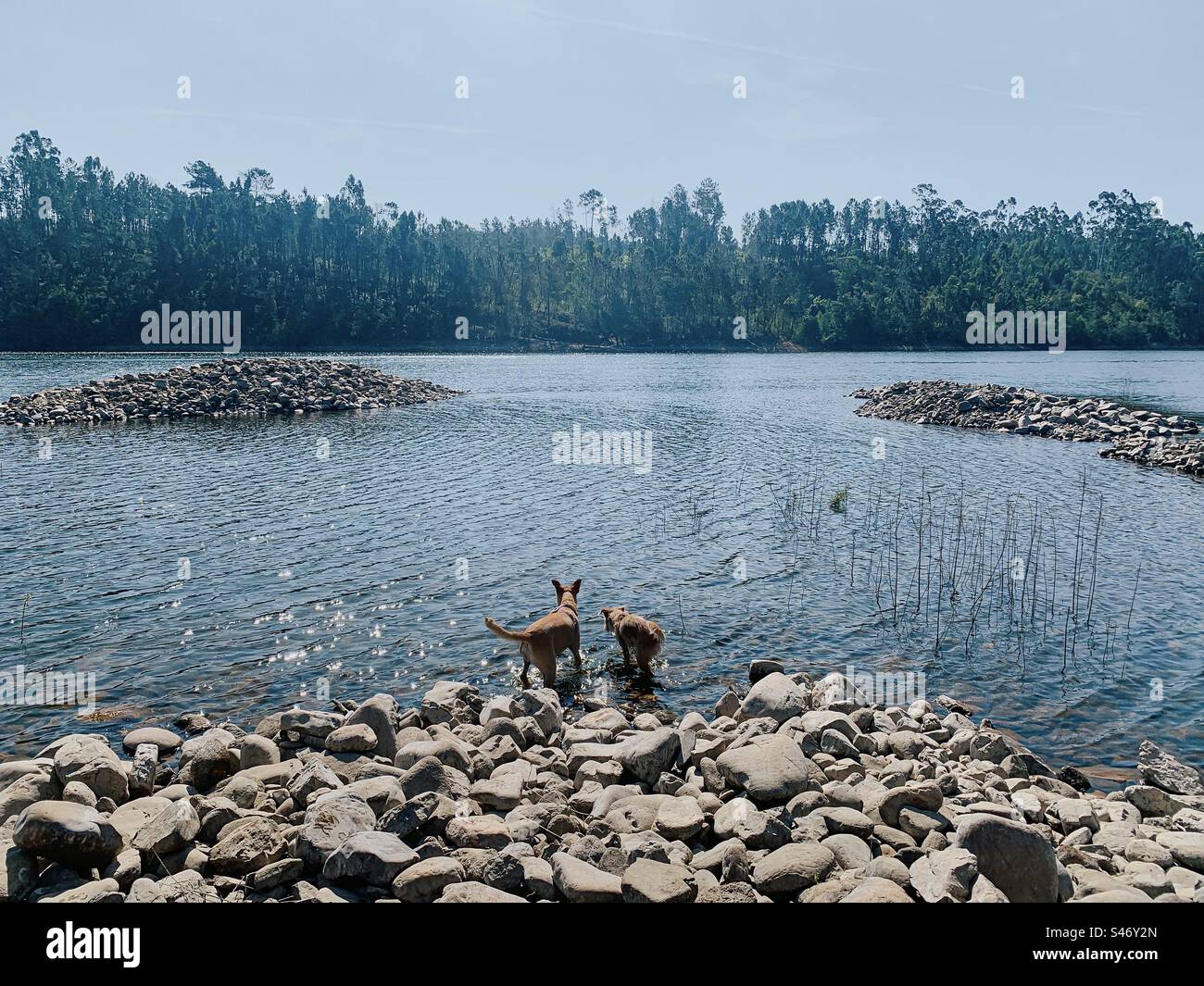 2 cani si trovano sulla riva rocciosa del fiume Zêzere ad Arega, in Portogallo Foto Stock