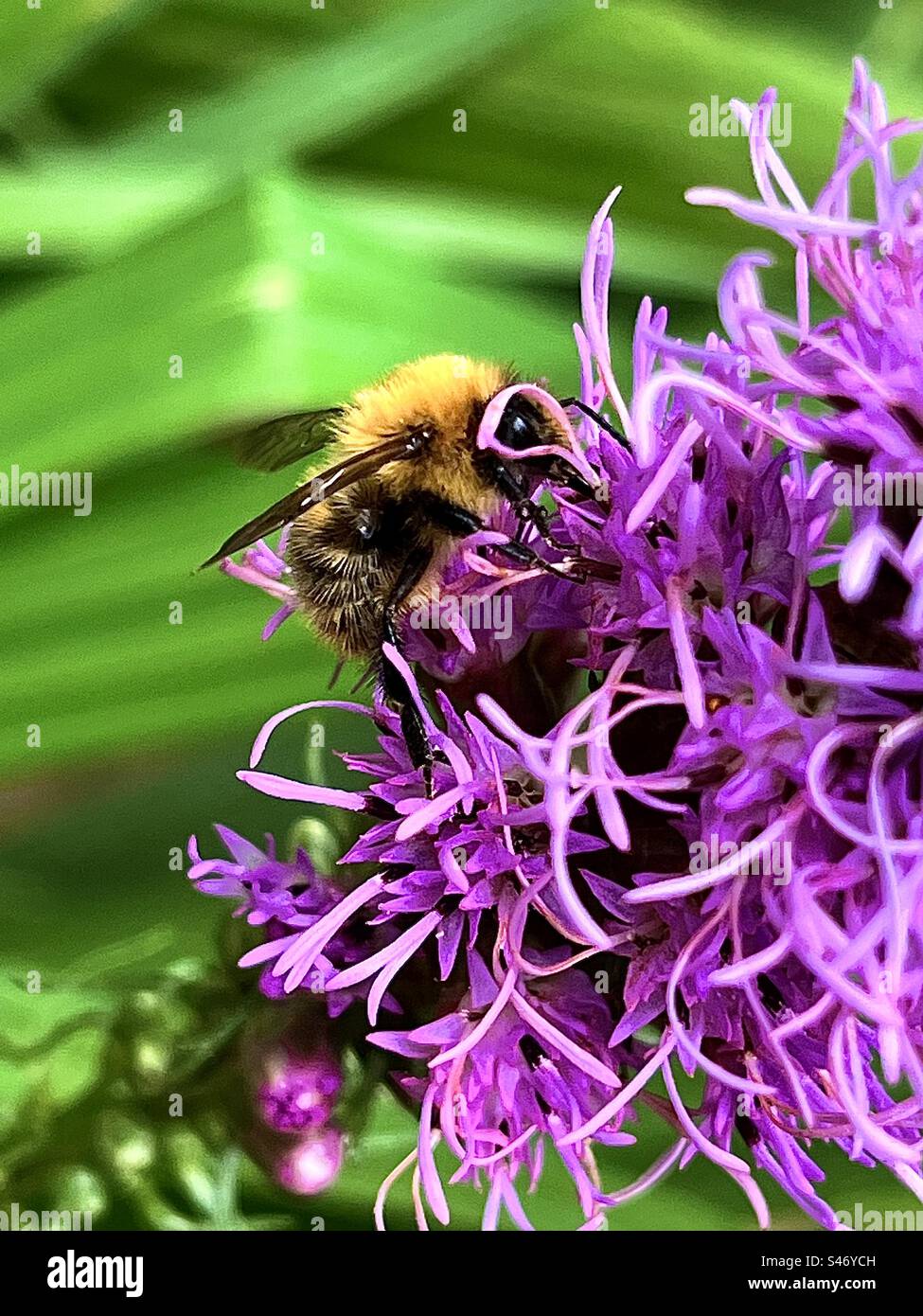 Un Bumble Bee sul Liatris Spicata /Blazing Star nel mio giardino 1 settembre 2023. Foto Stock