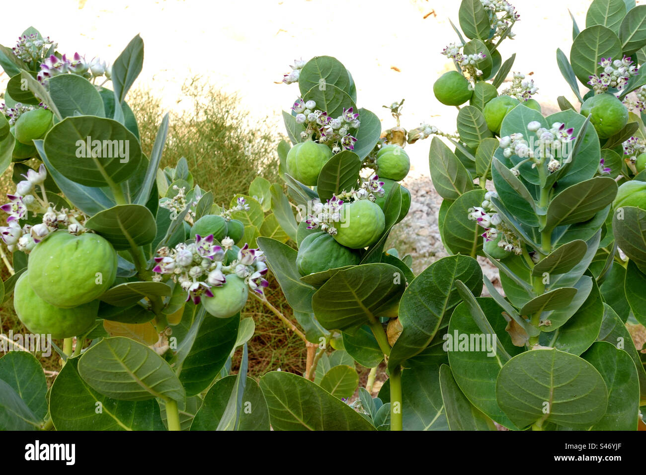 Albero tropicale con fiori e frutta Foto Stock