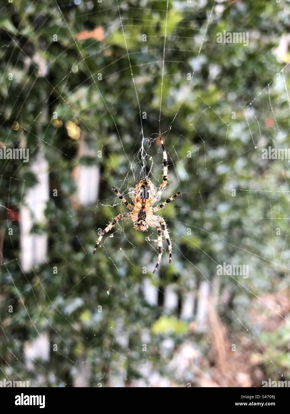 Spider ed è web Foto Stock