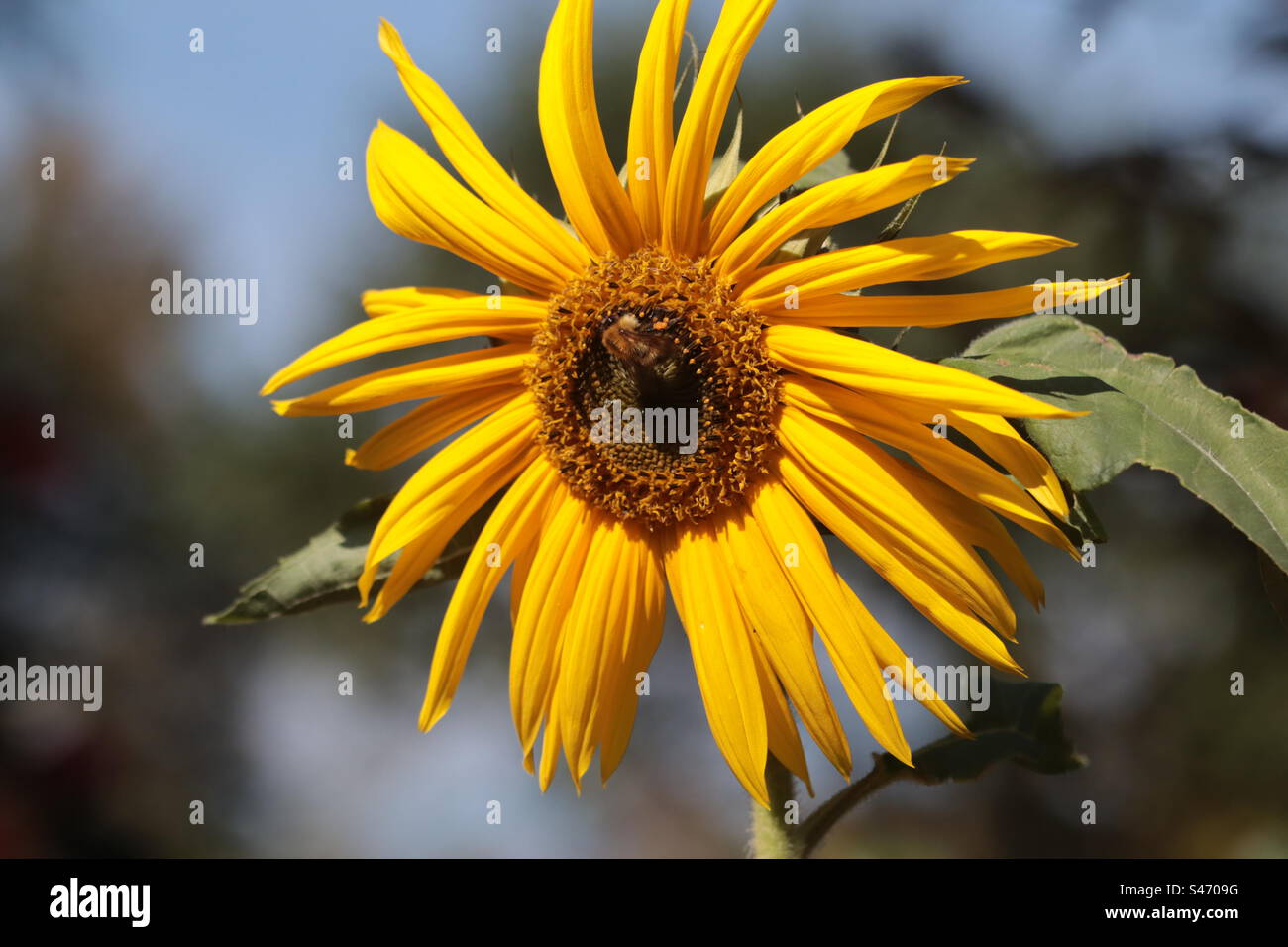 Comuni girasole e api Foto Stock