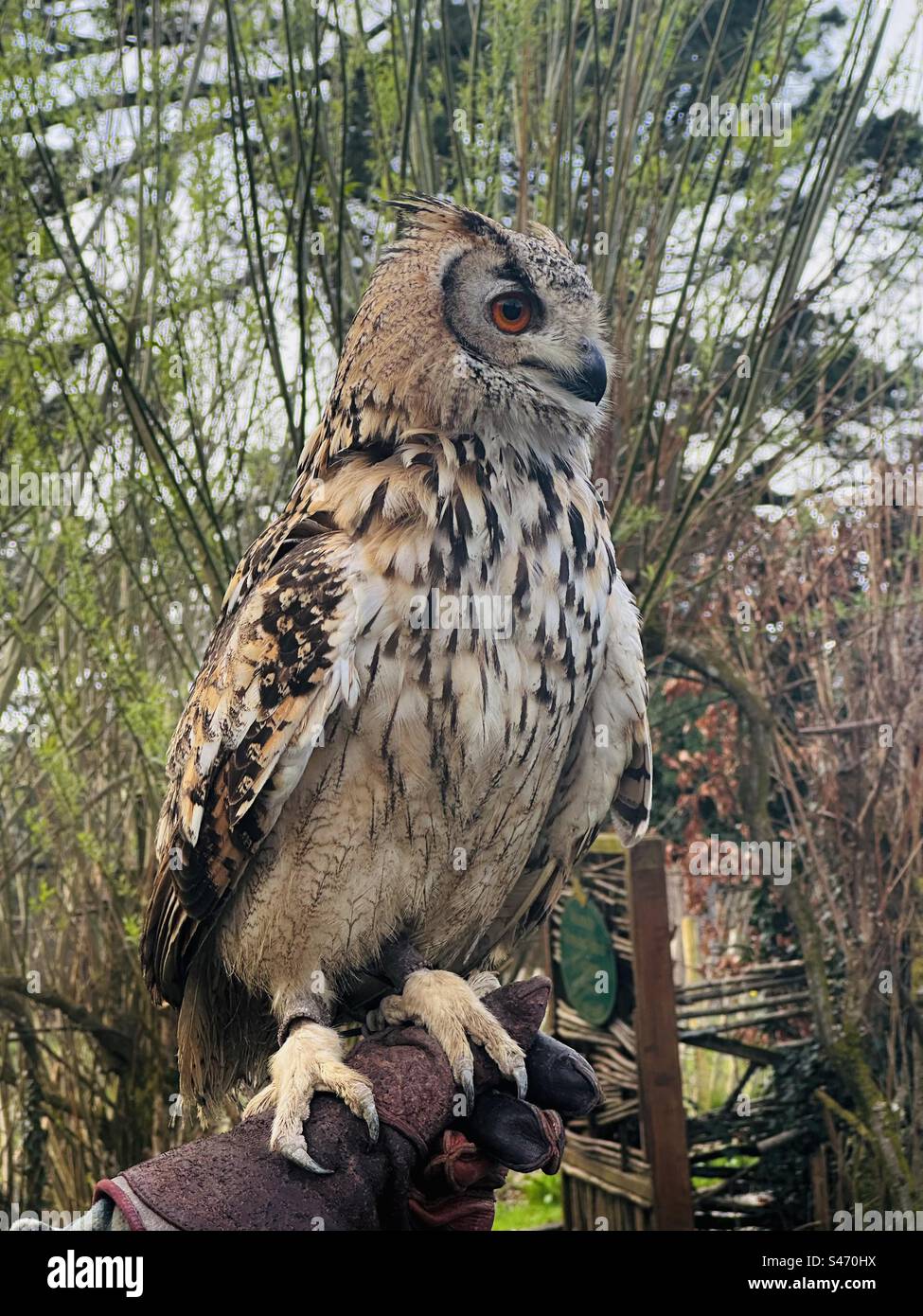 Un gufo di aquila eurasiatica appollaiato su una mano di guanti Foto Stock